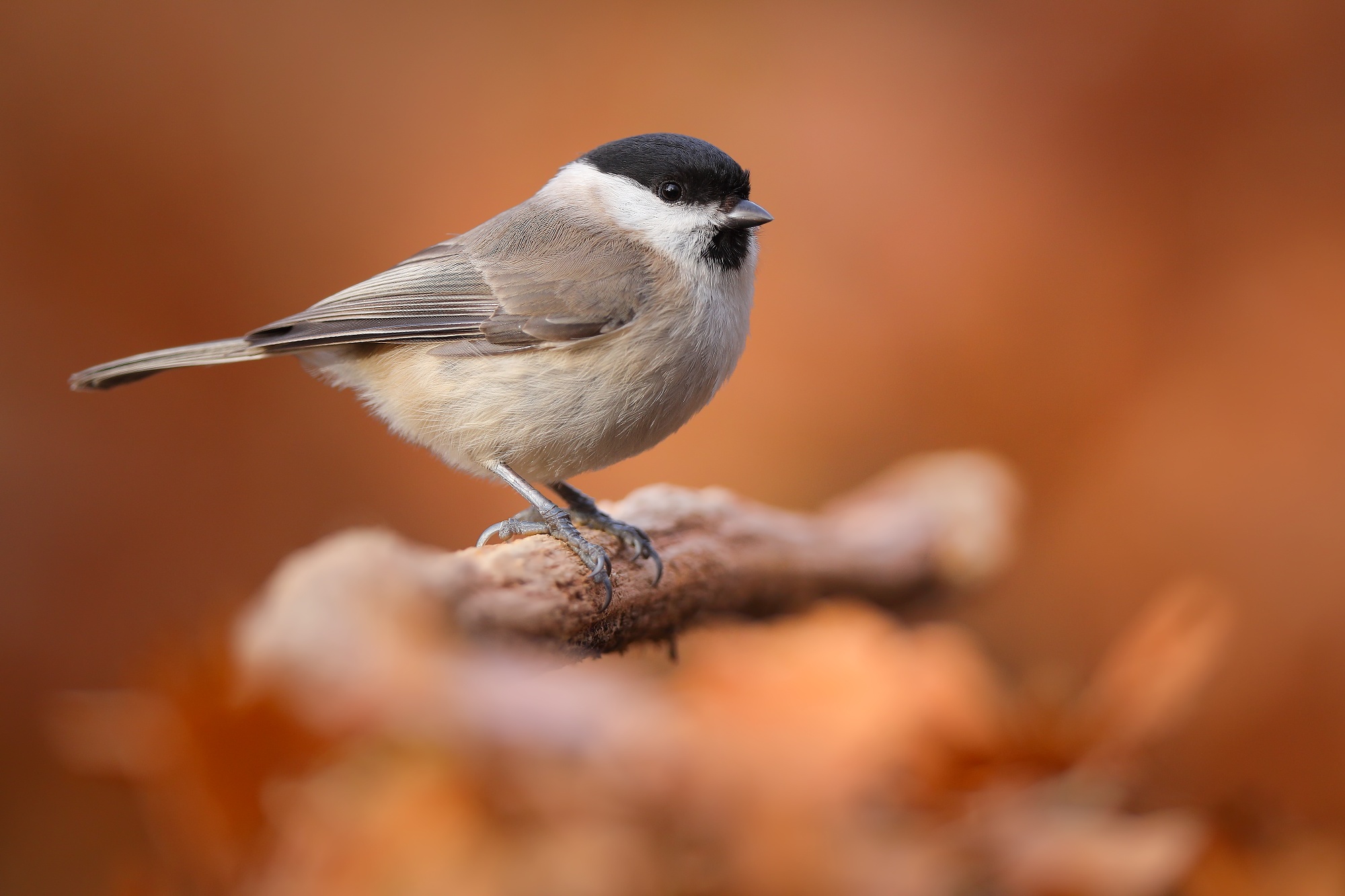 Lesnička (Patrik Rolín)