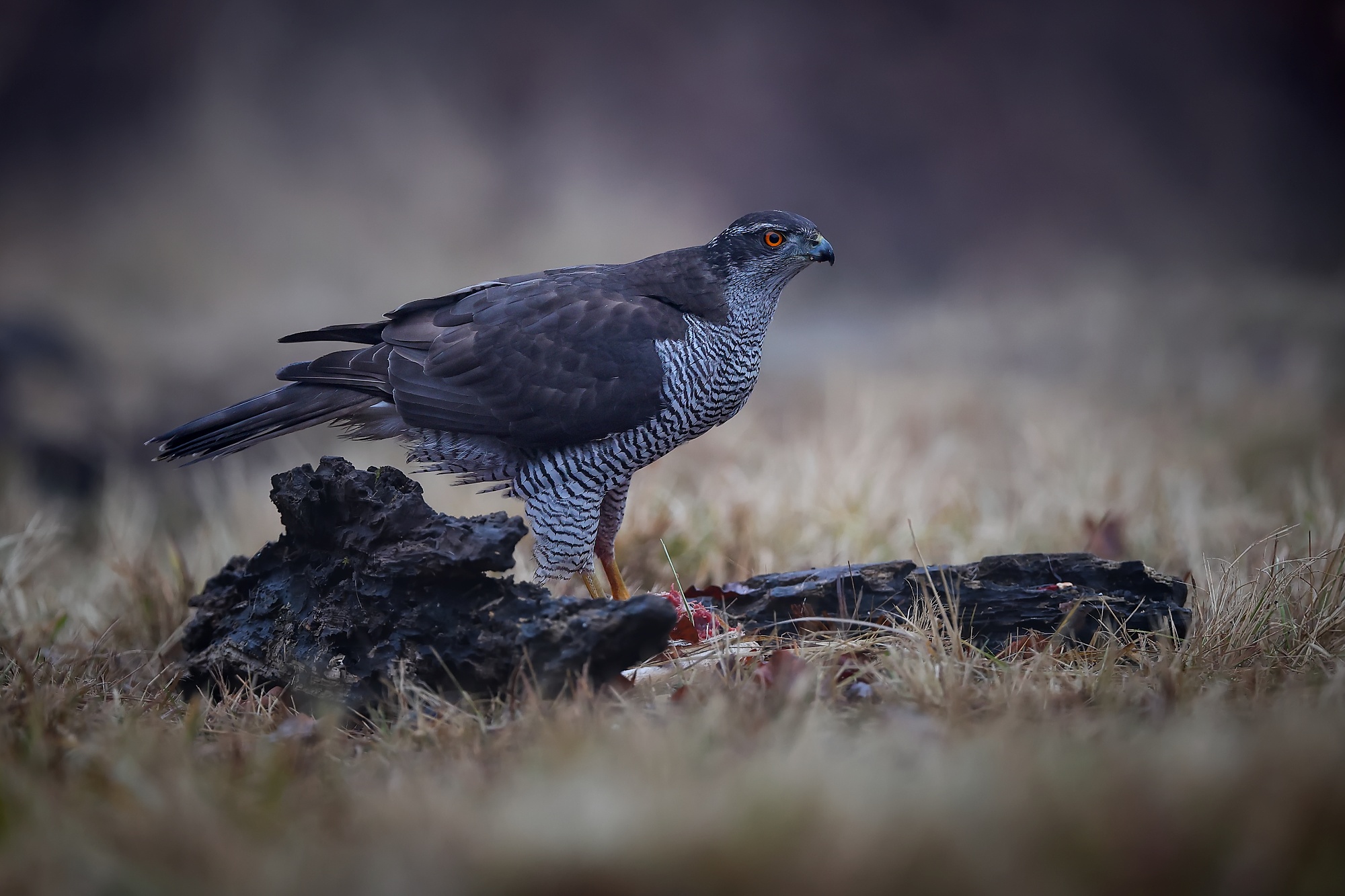 Goshawk (Patrik Rolín)
