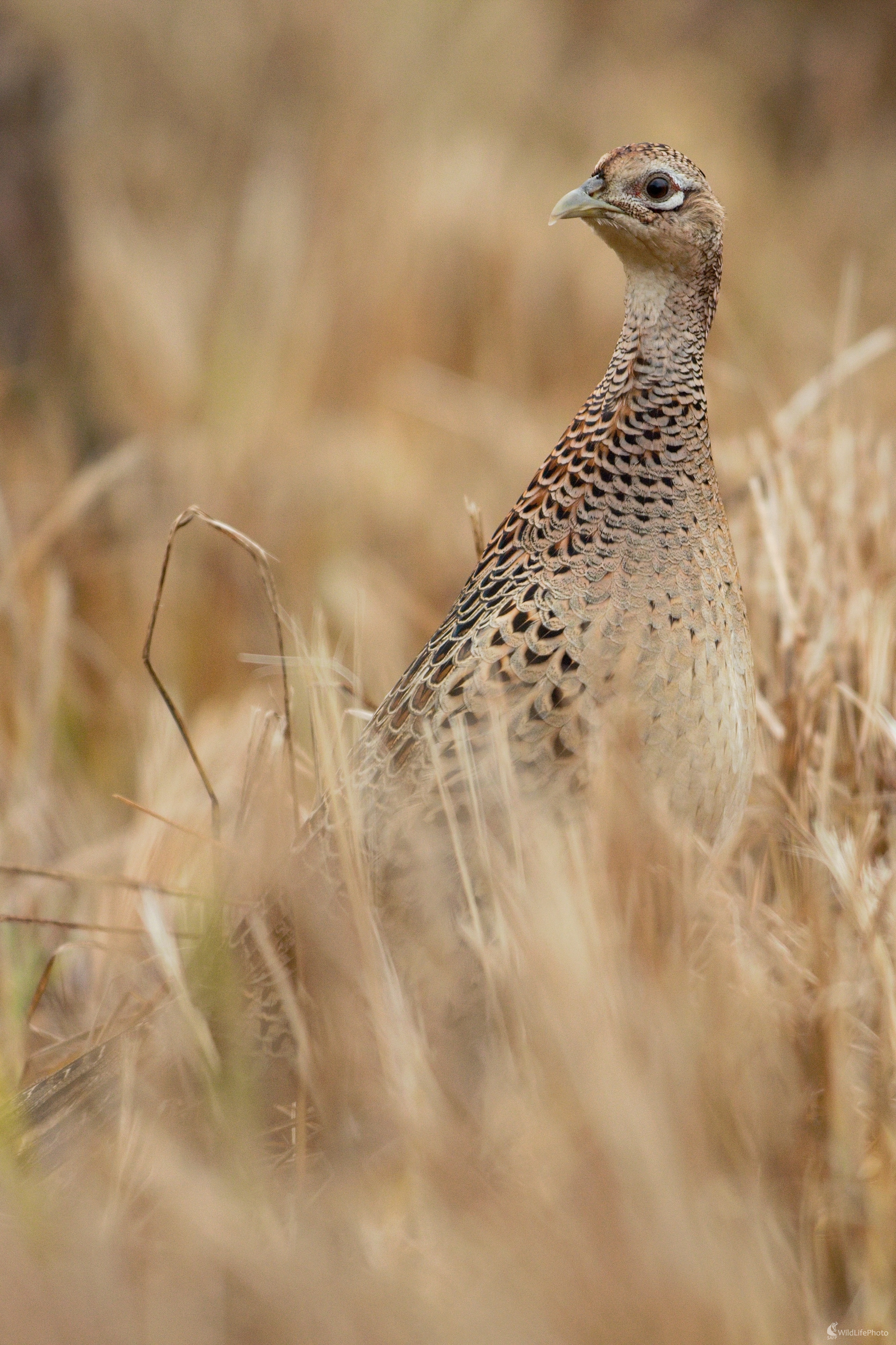 Bažantica....  (Miroslav Vrabel)