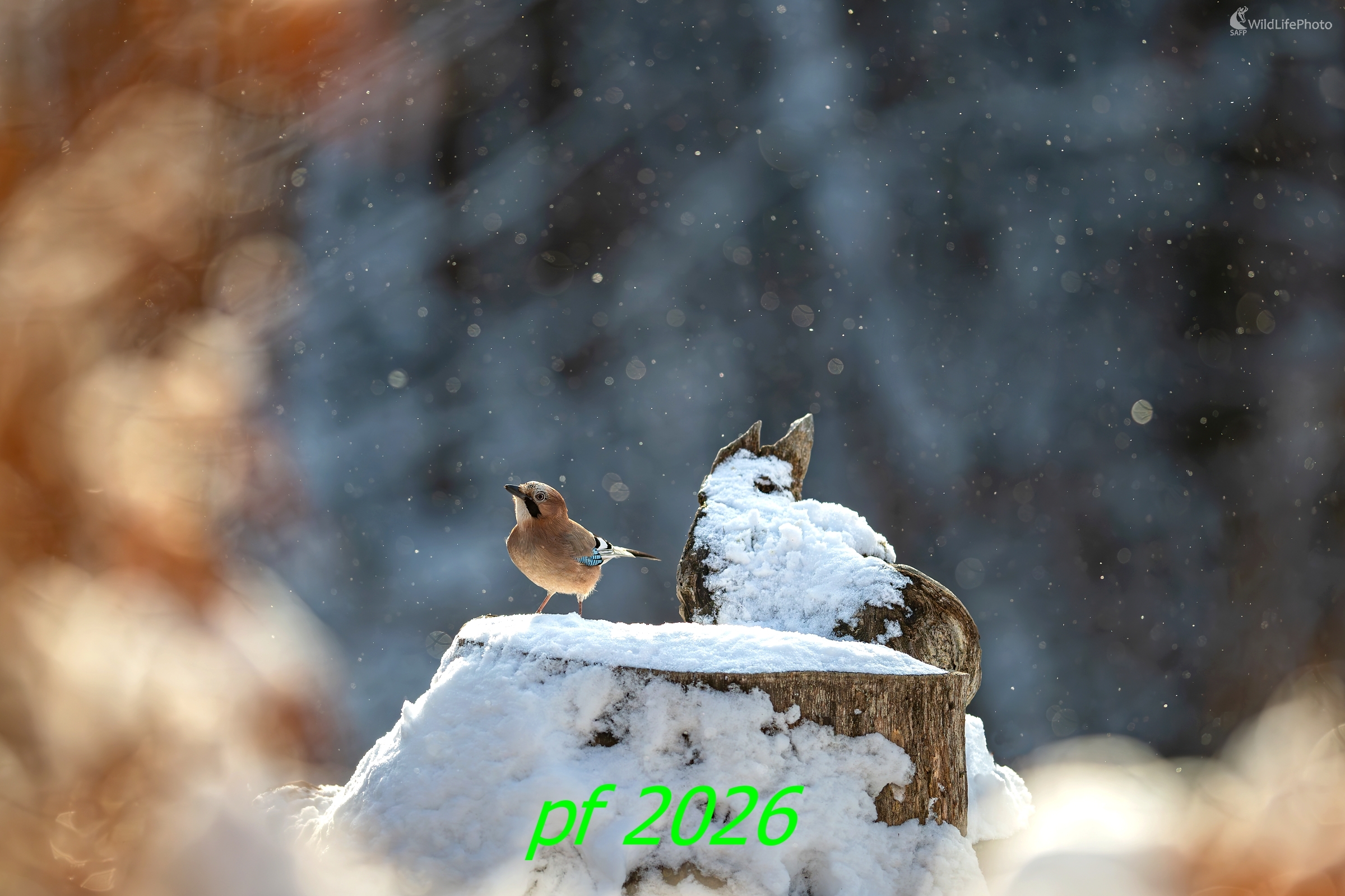 NOVOROČNÁ (František Hromada)