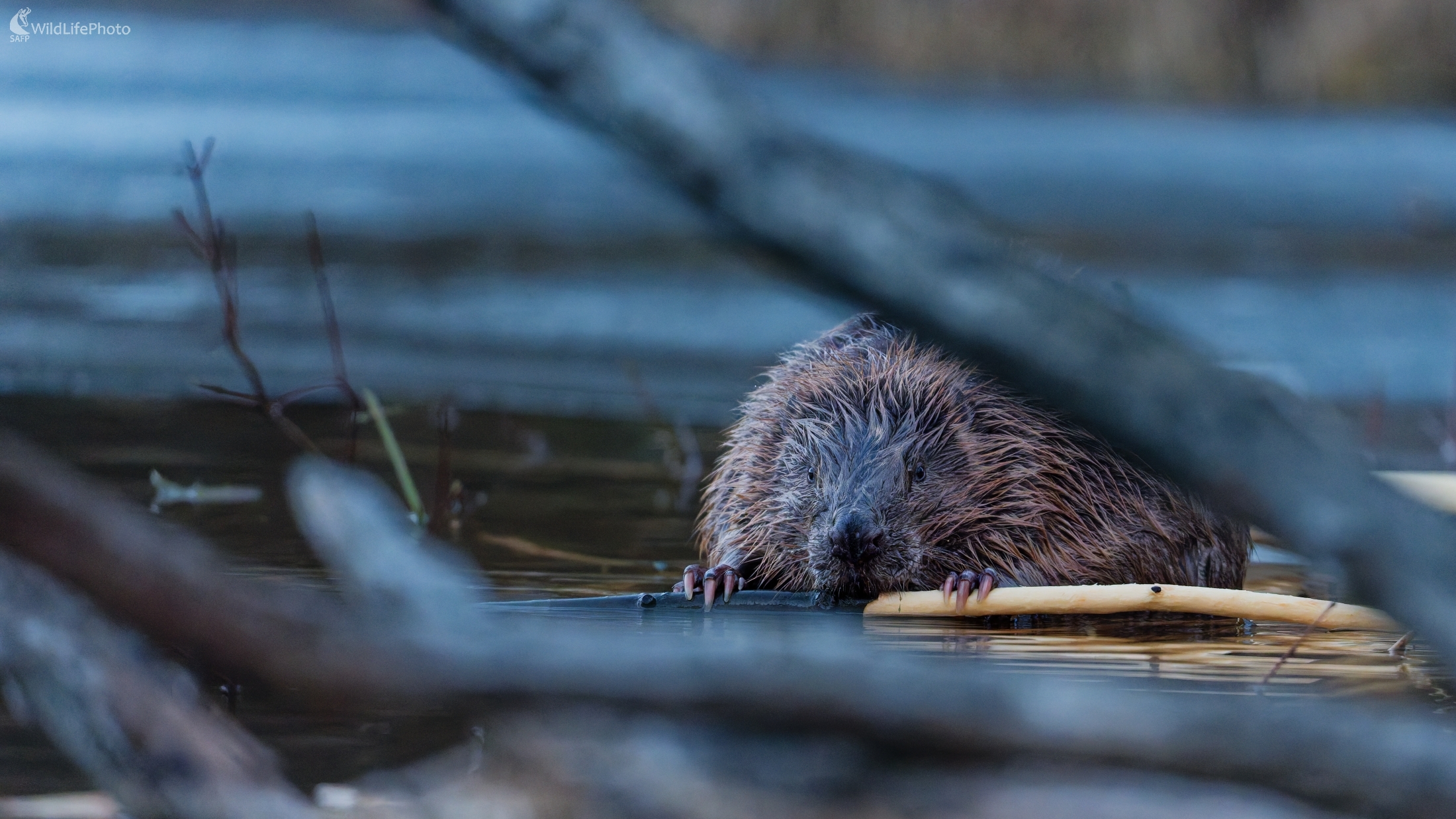 Dnes ceruzky nestrúham! (Bohuš Číčel)