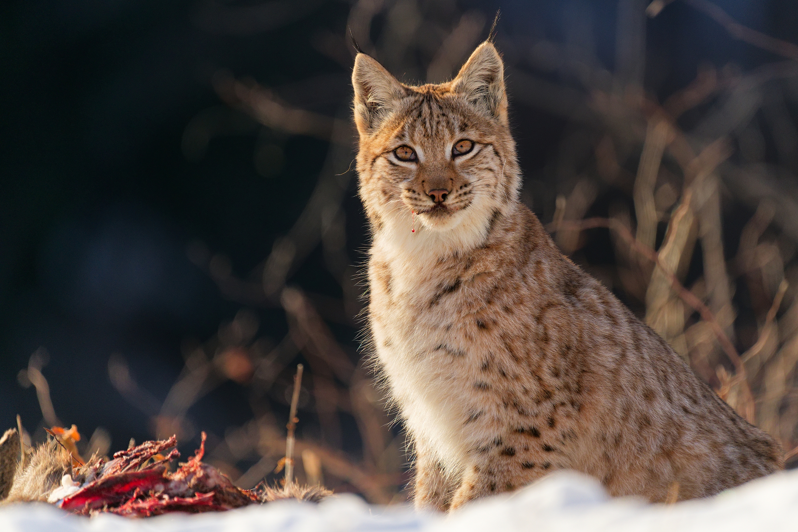 rys  (Patrik Čillík)