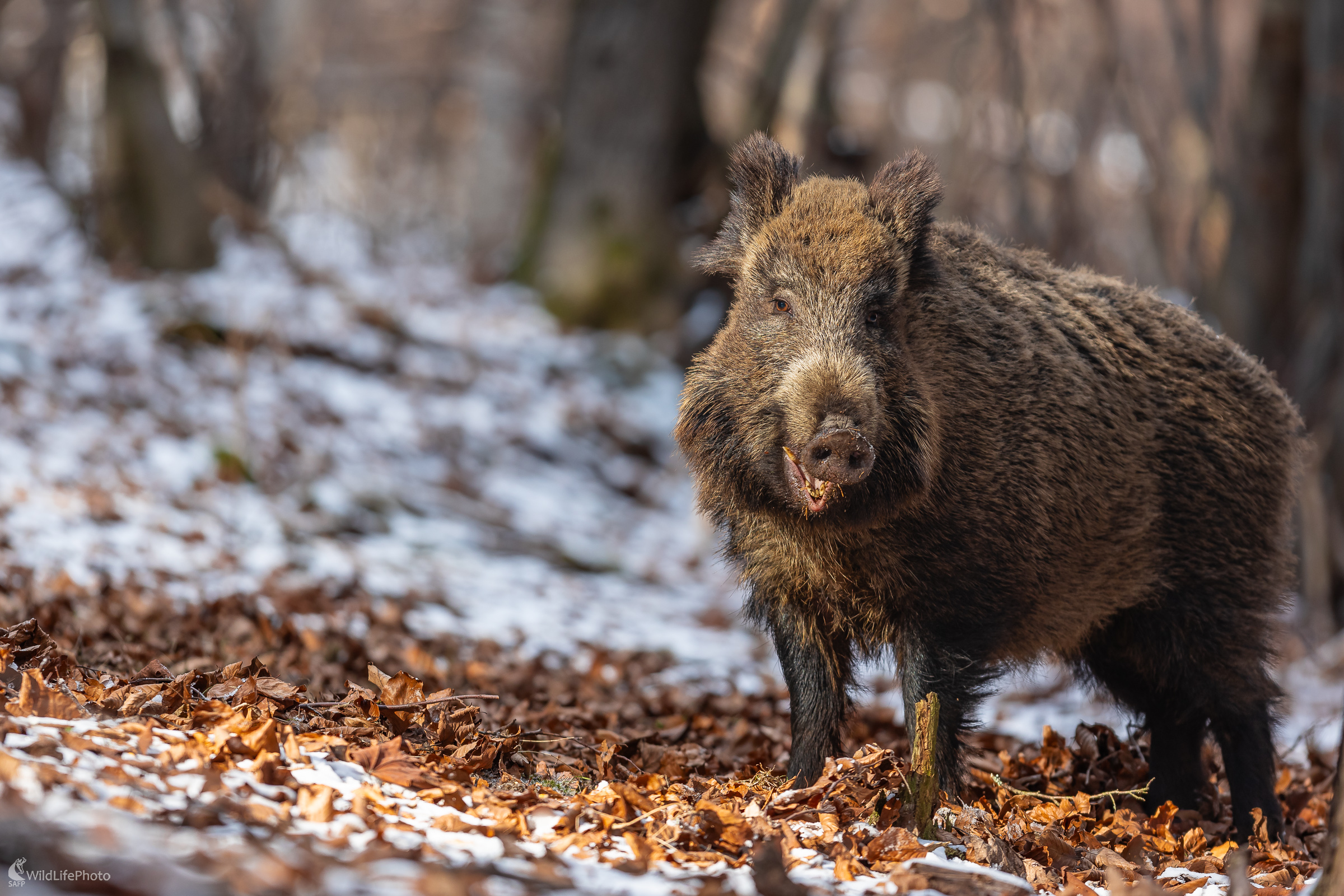 Na ceste za potravou. (Stanislav Brisuda)