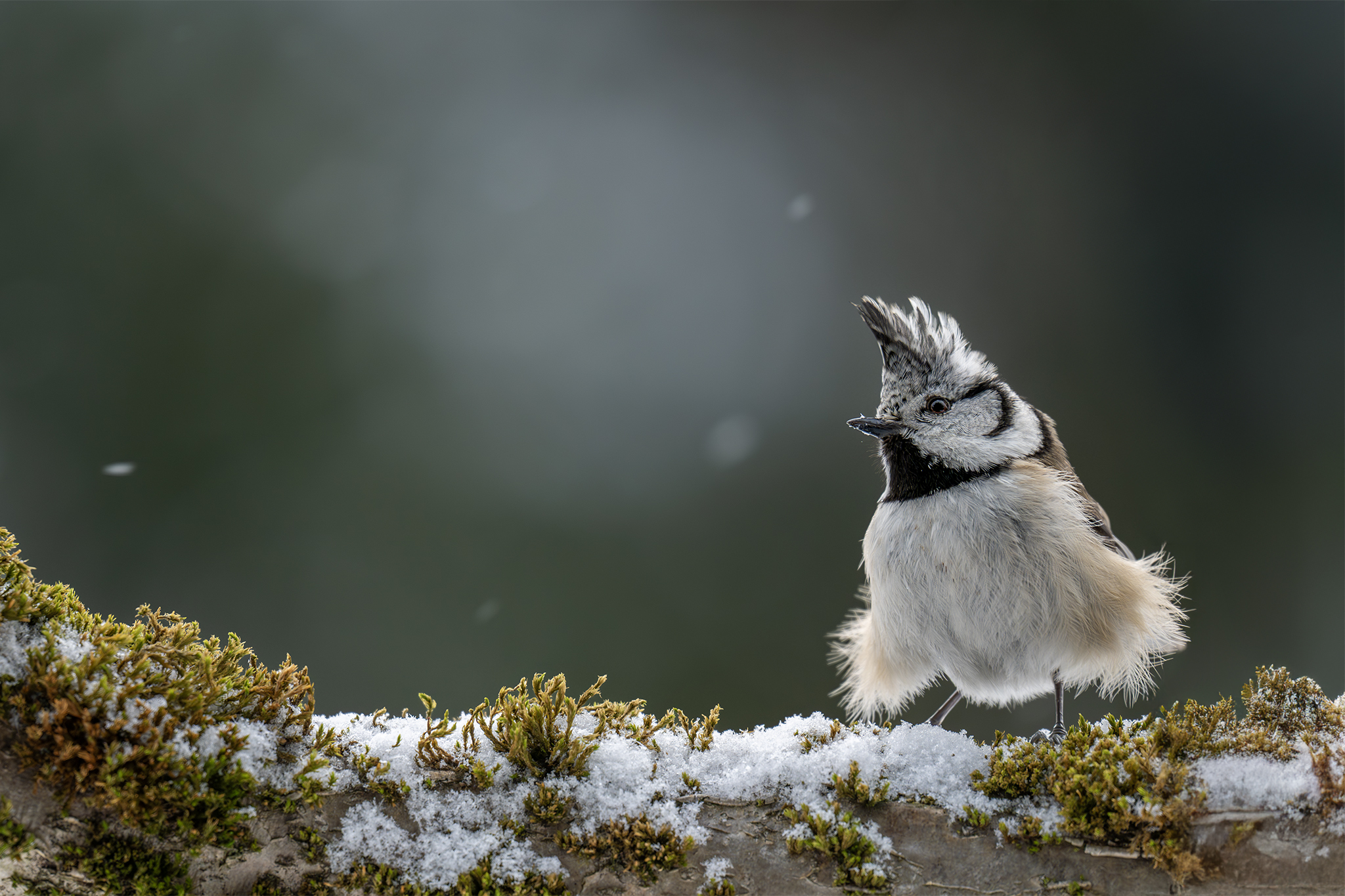Rozcuchaná (Tomáš Smutný)