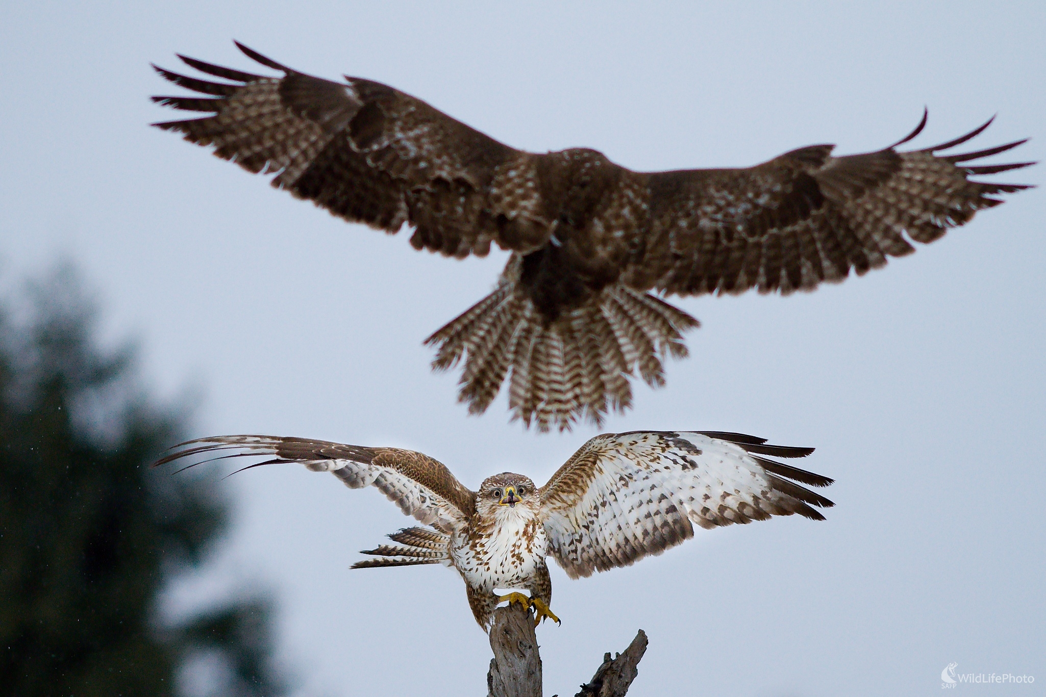 Myšiak hôrný (Ladislav Dzivjak)