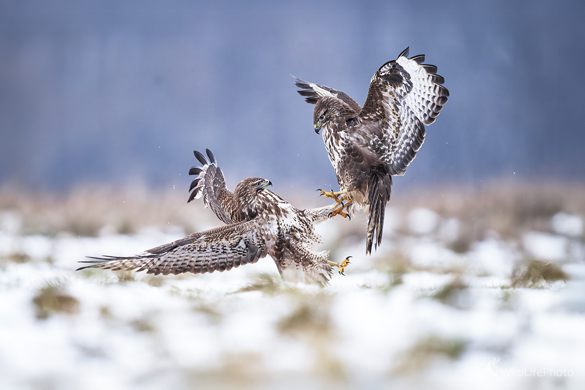 Keď končia žarty (Michal Lučanský)