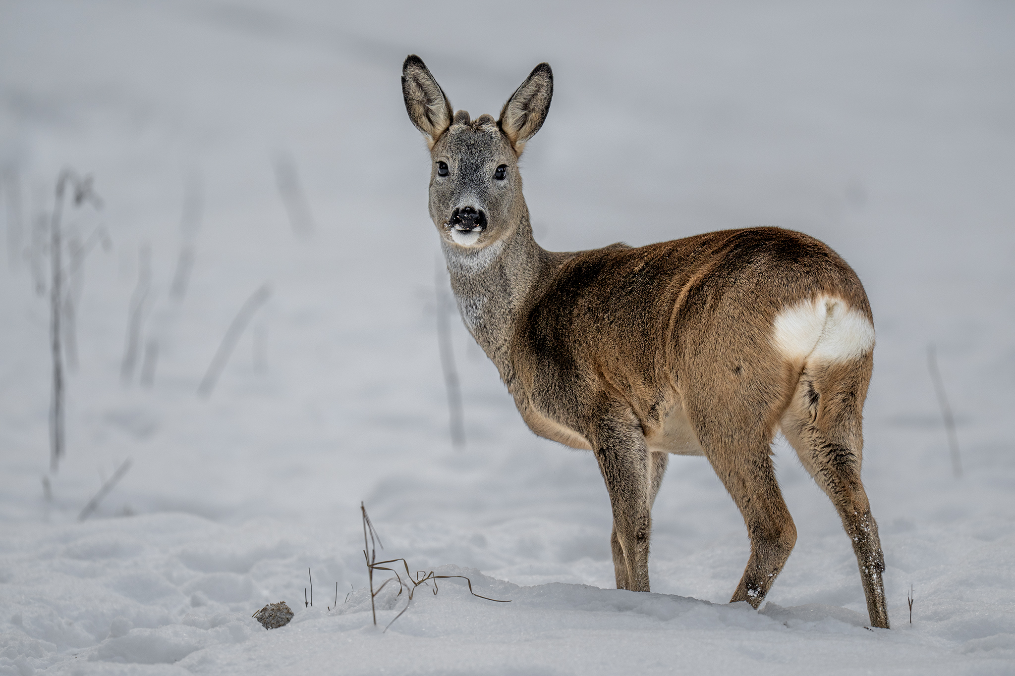 Mladý srnček  (Tomáš Smutný)