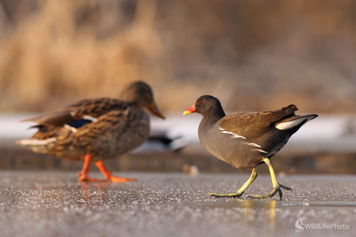 Ľadová prechádzka. (Jaroslav Šubjak)