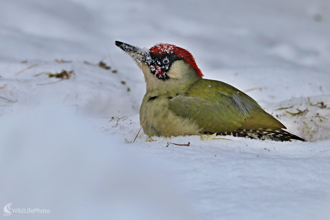 Žlna v snehu hľadá potravu (Maroš Detko)
