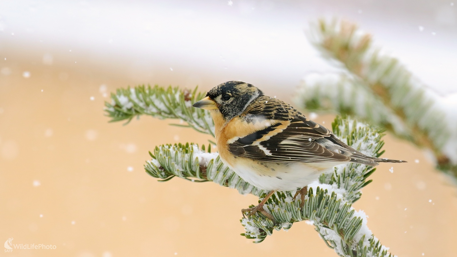 Pinka severská (Vladimír Michalec)