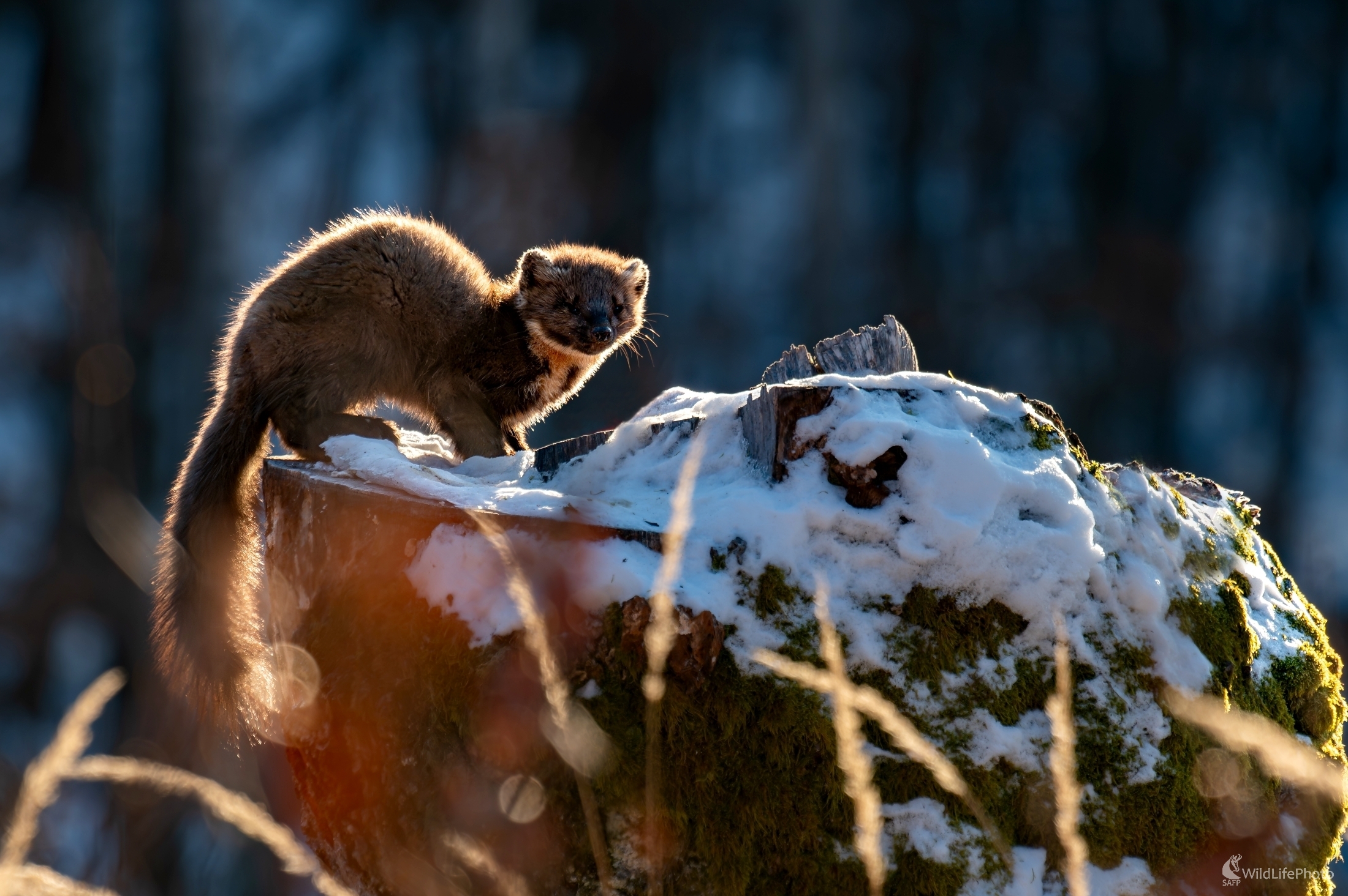 Šelmička (František Hromada)