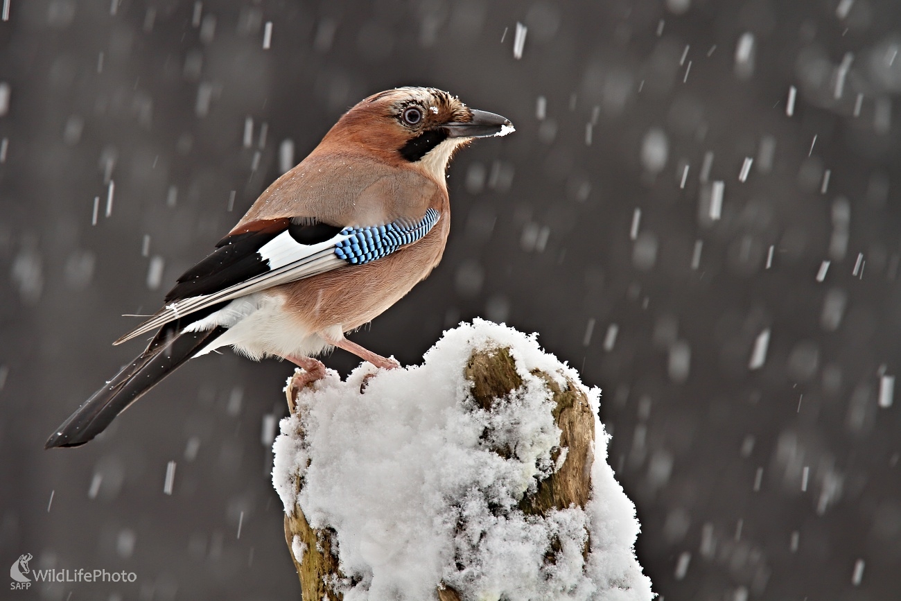 Keď sneží (Maroš Detko)