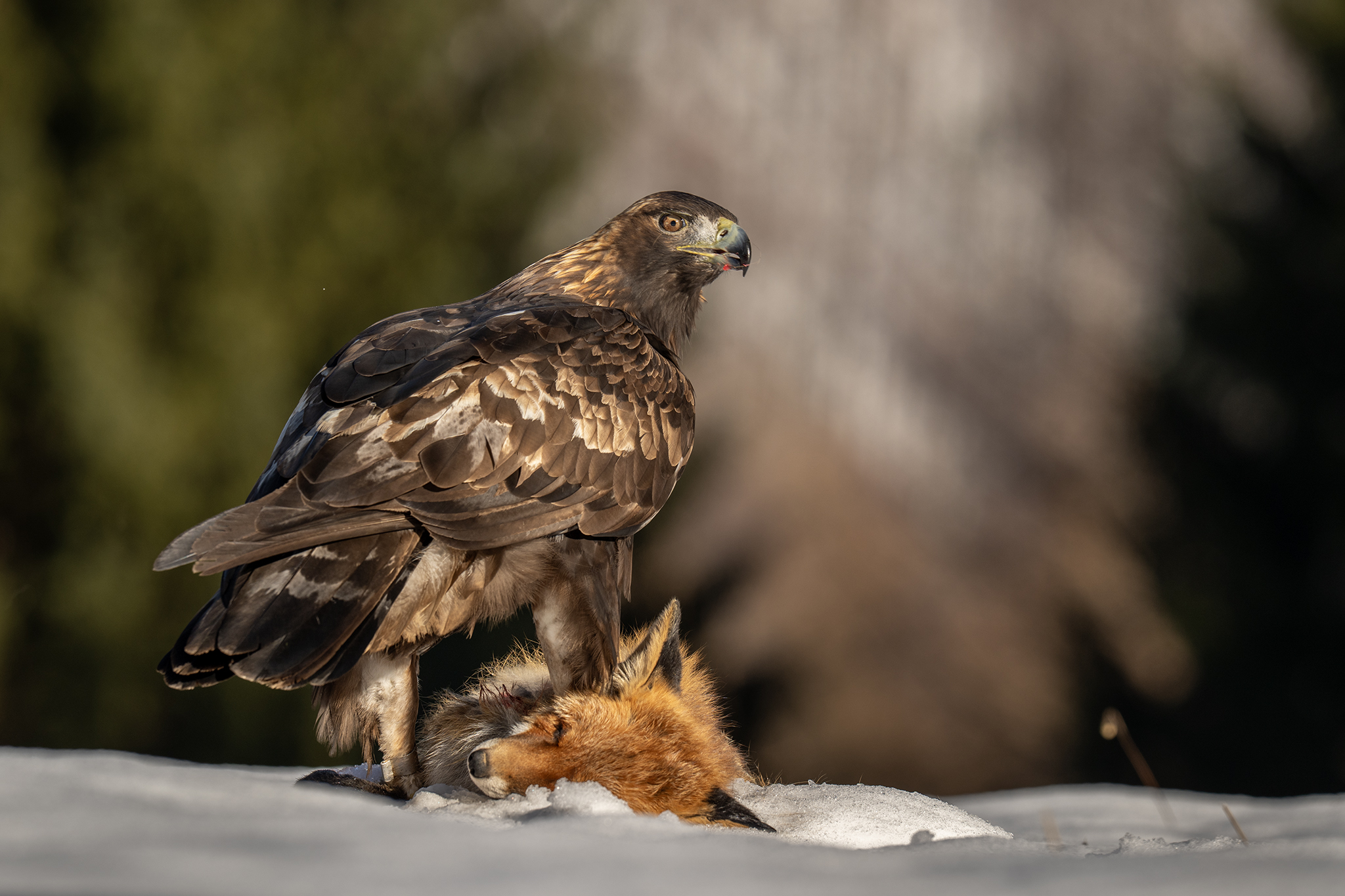 Skalačik (Tomáš Smutný)