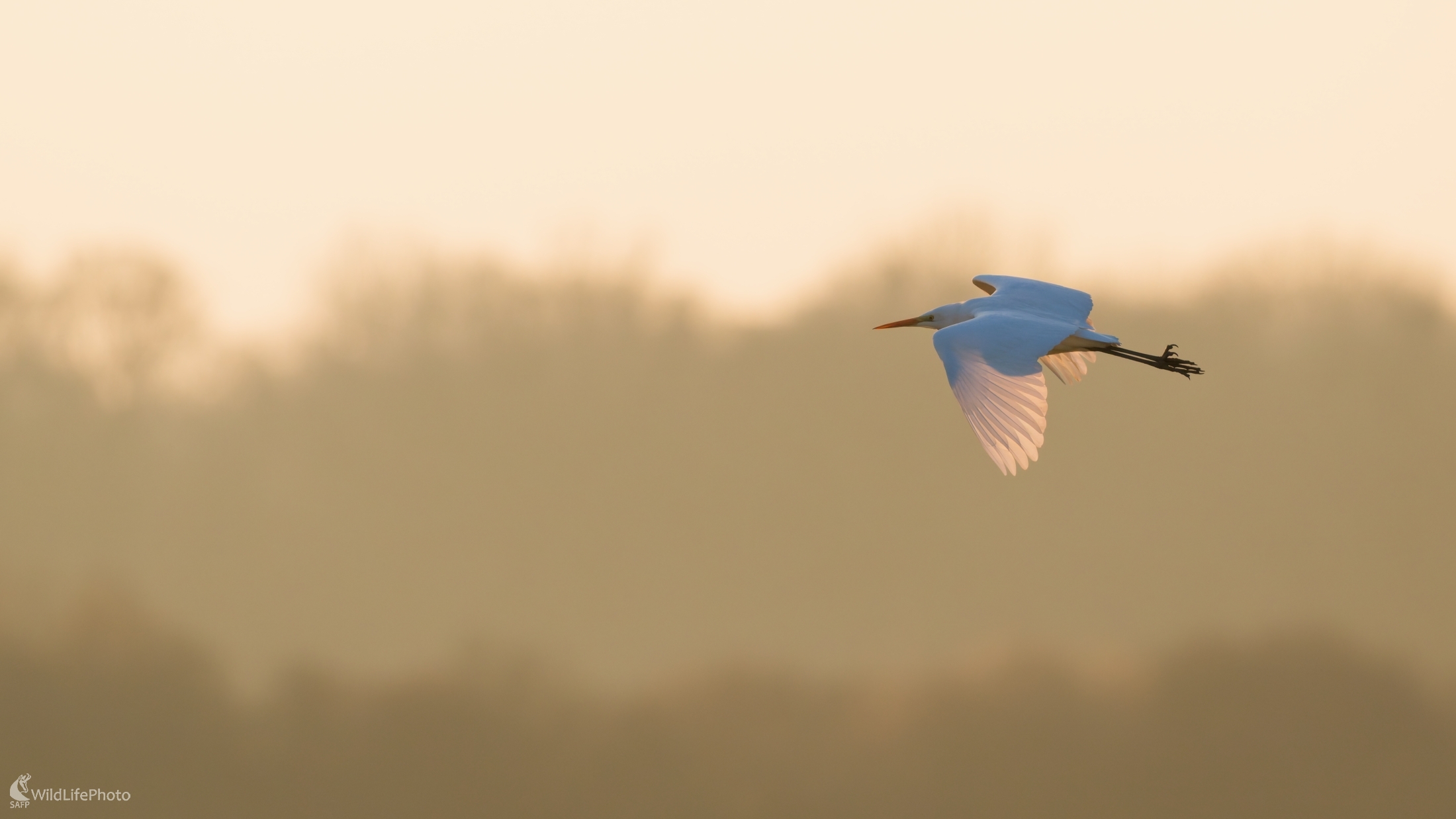 V zajatí svetla... (Bohuš Číčel)