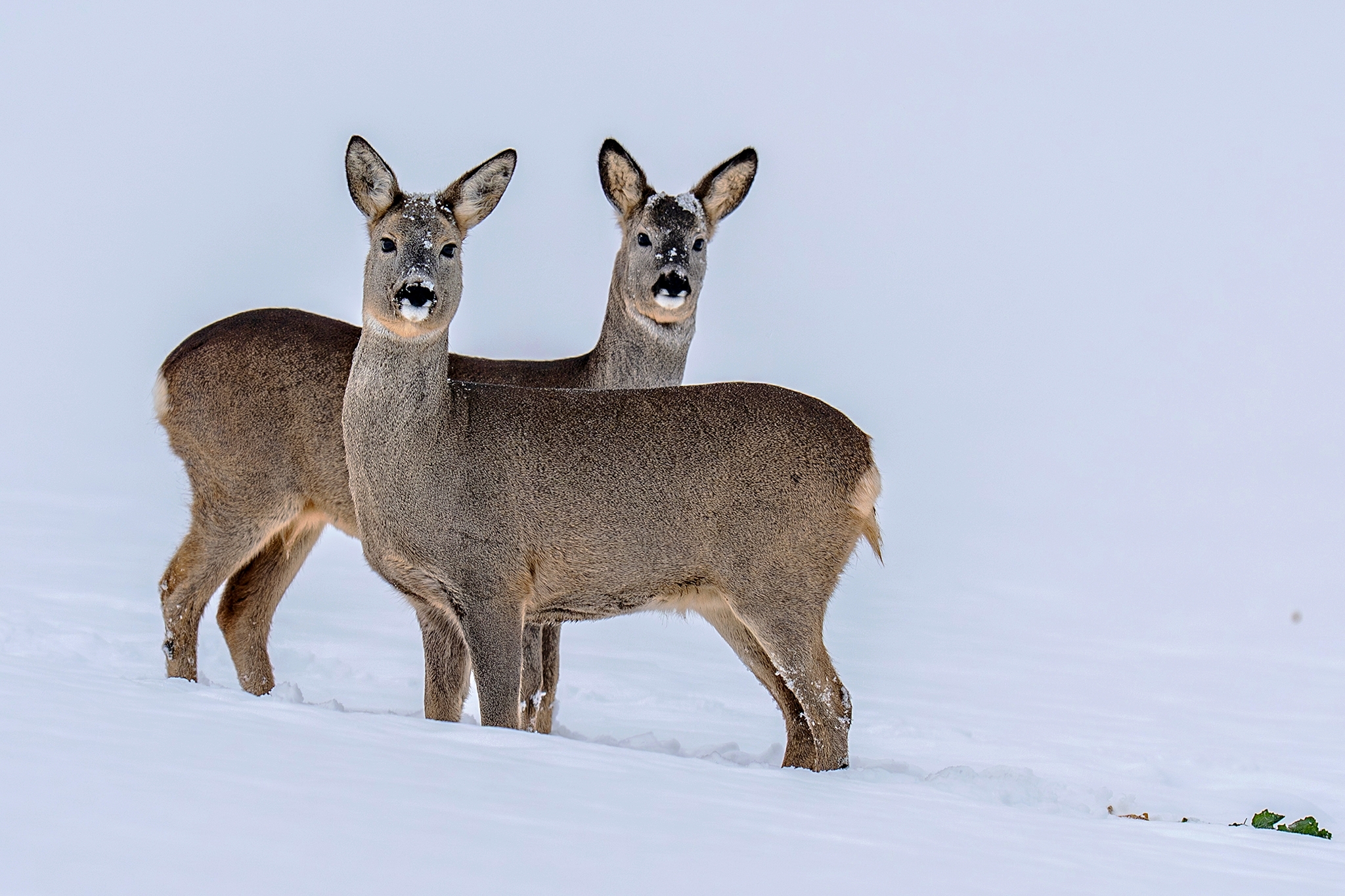 V bielej perine (Tomáš Smutný)