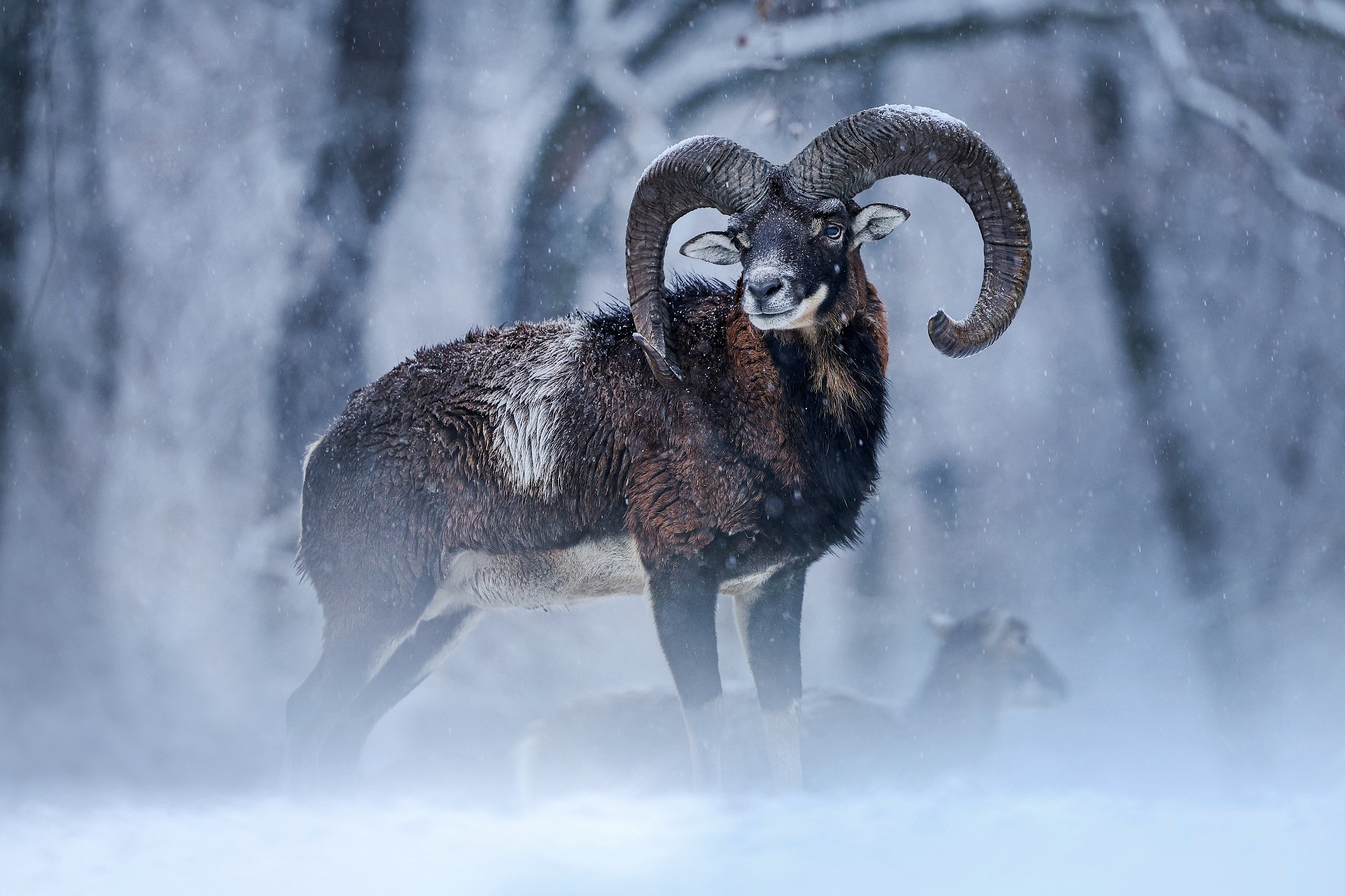 Baran (Patrik Rolín)