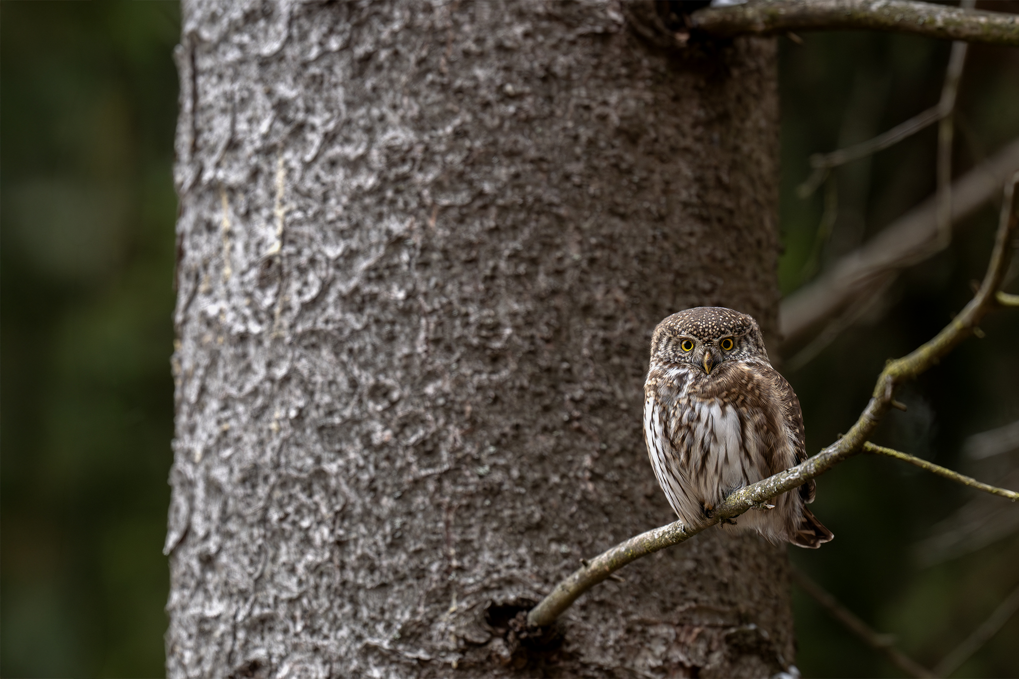 malý pozorovateľ (Tomáš Smutný)