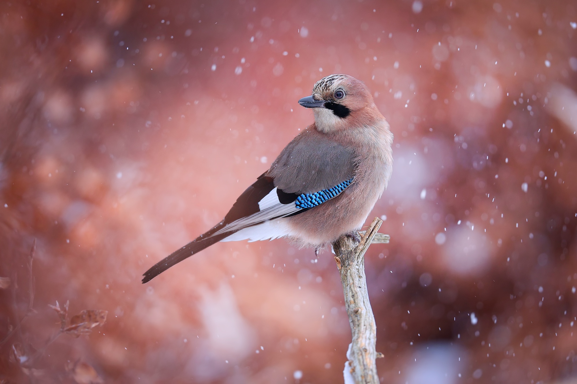 Magic (Patrik Rolín)