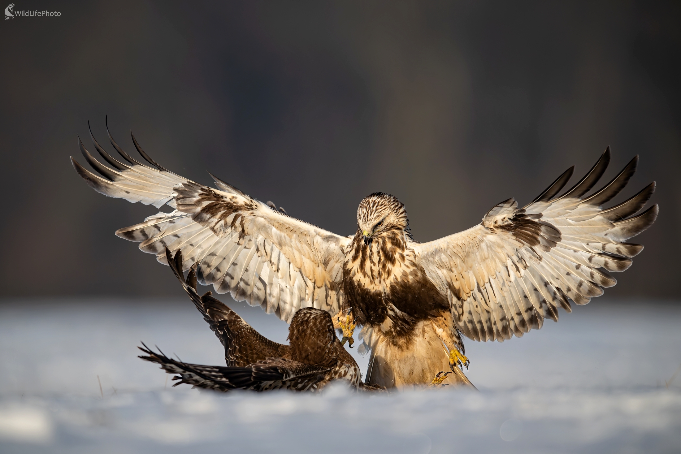 Silnejší víťazí (František Hromada)