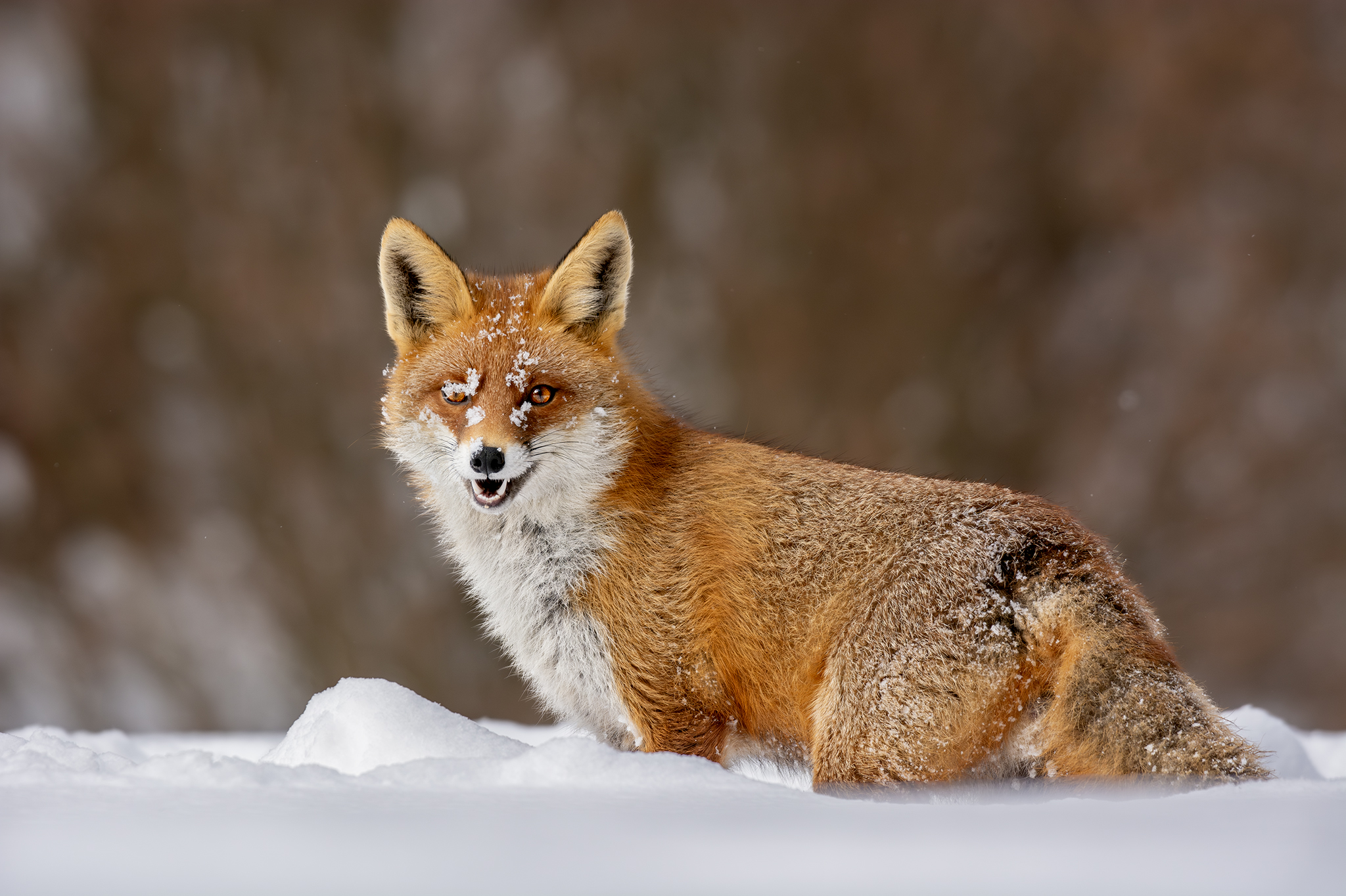 Kmotrička v snehovej perine (Tomáš Smutný)