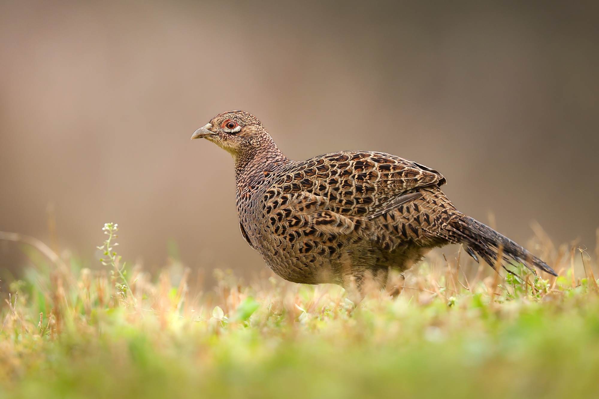 Bažantica (Patrik Rolín)