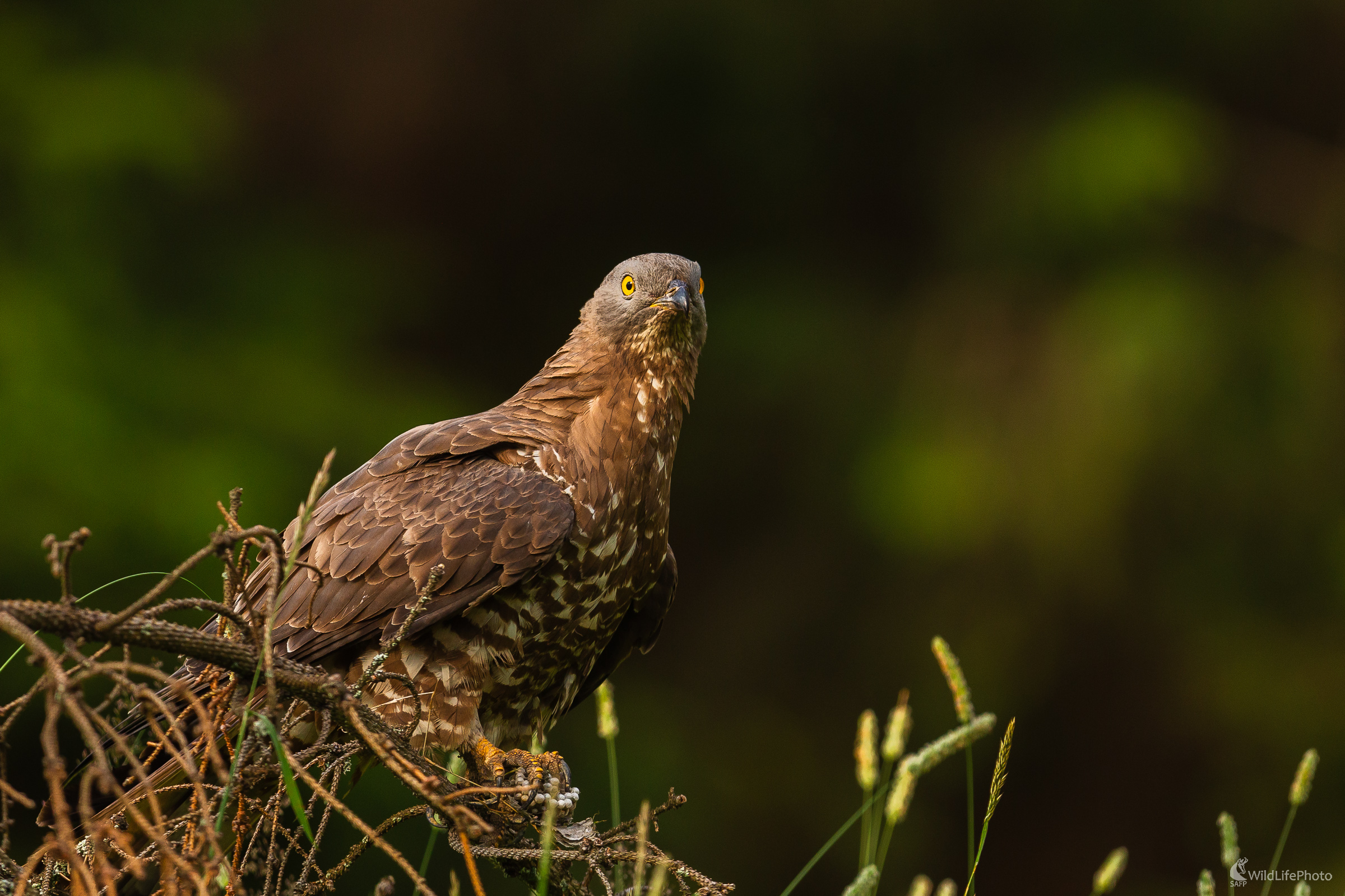Nepolapiteľný. (Stanislav Brisuda)