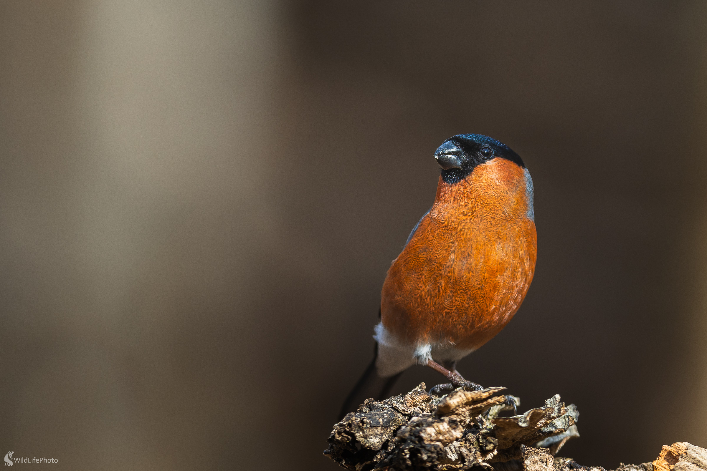 Ozdoba zimnej prírody. (Stanislav Brisuda)