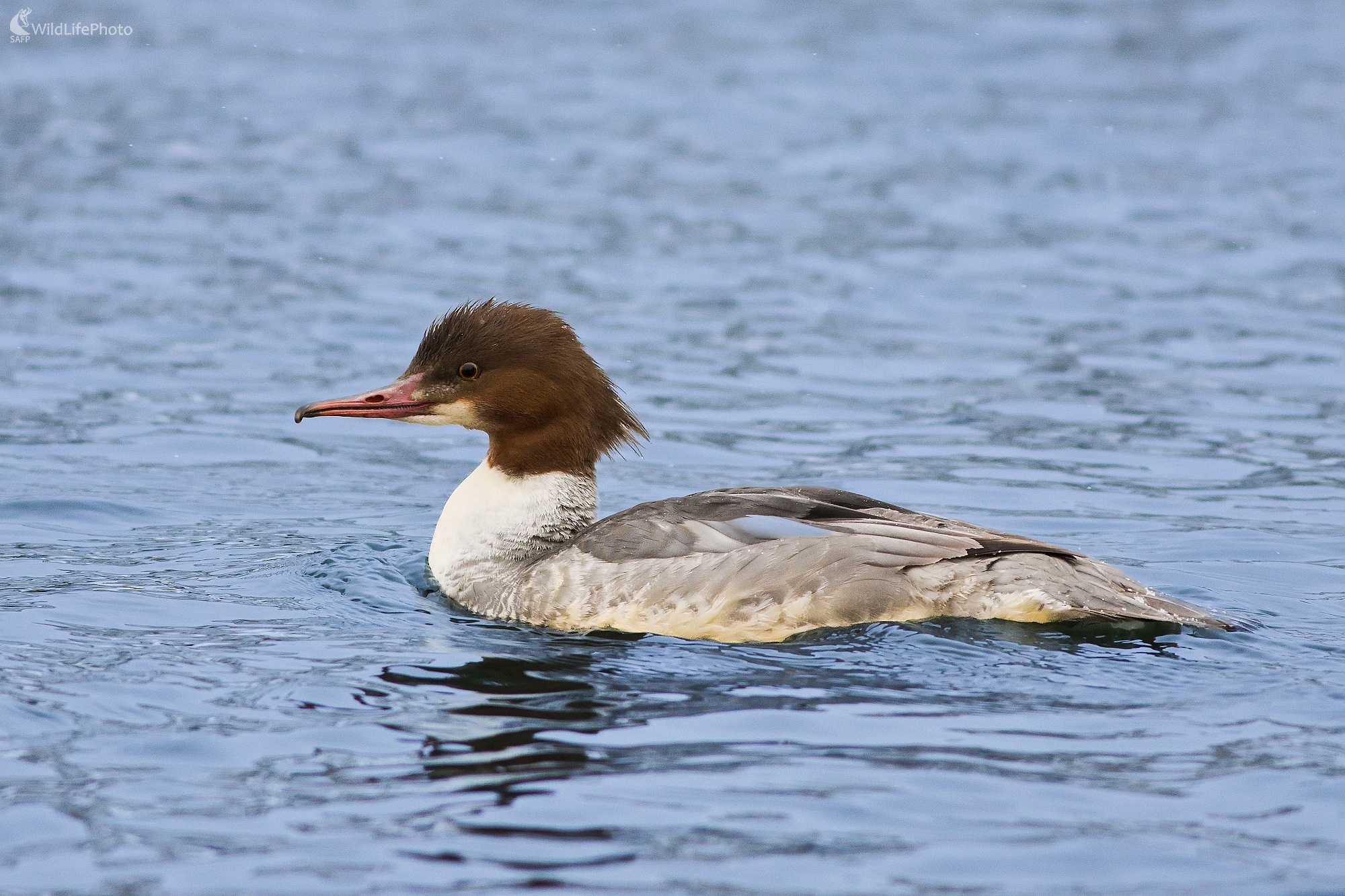 Potápač veľký (Ladislav Dzivjak)