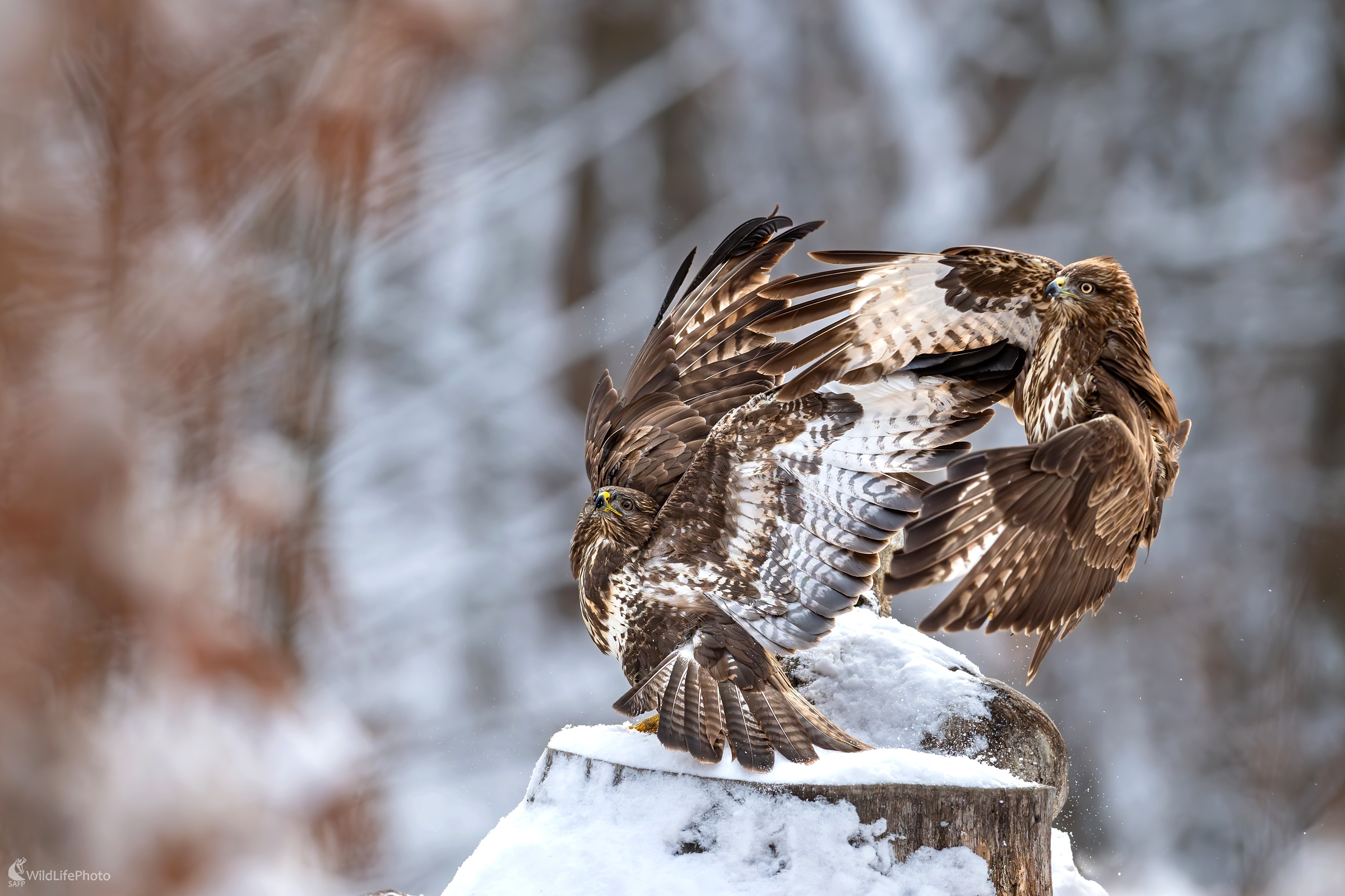 Obranná formácia (František Hromada)