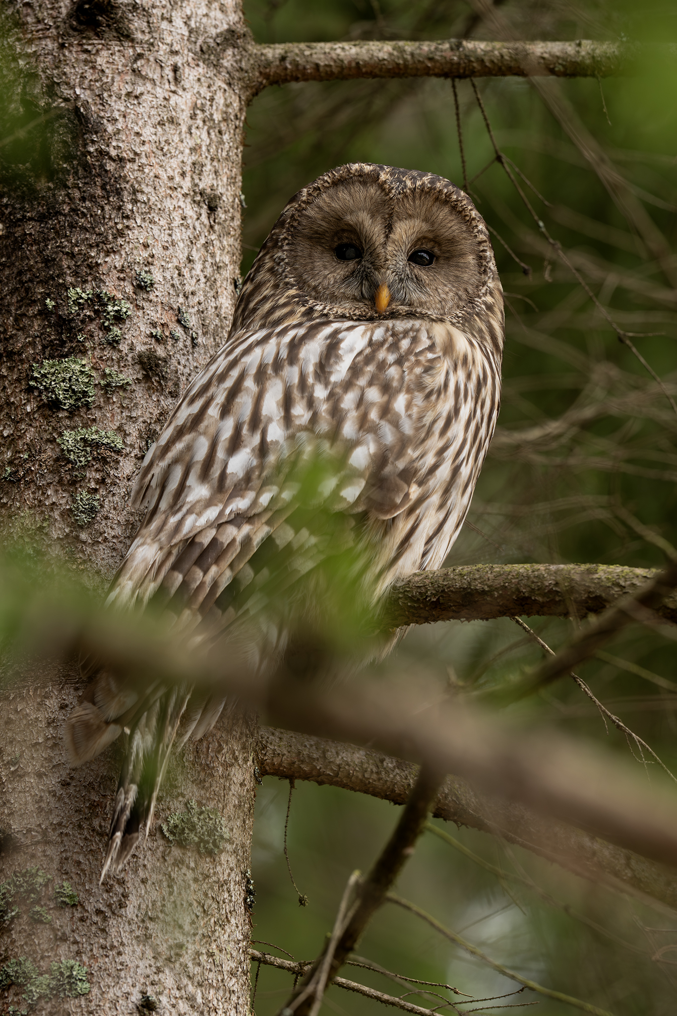 Urálka  (Tomáš Smutný)