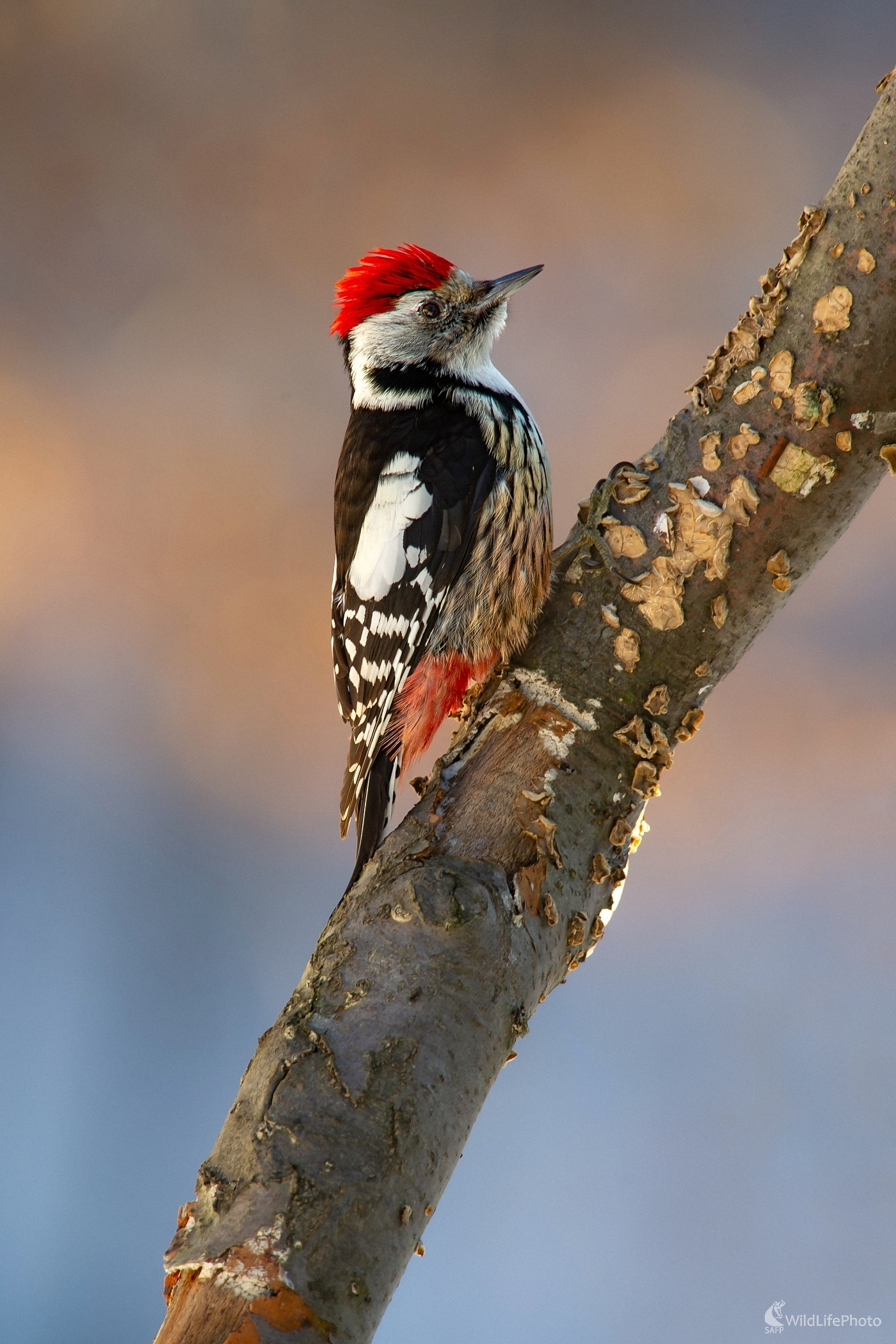 "Pankáčik" (František Hromada)