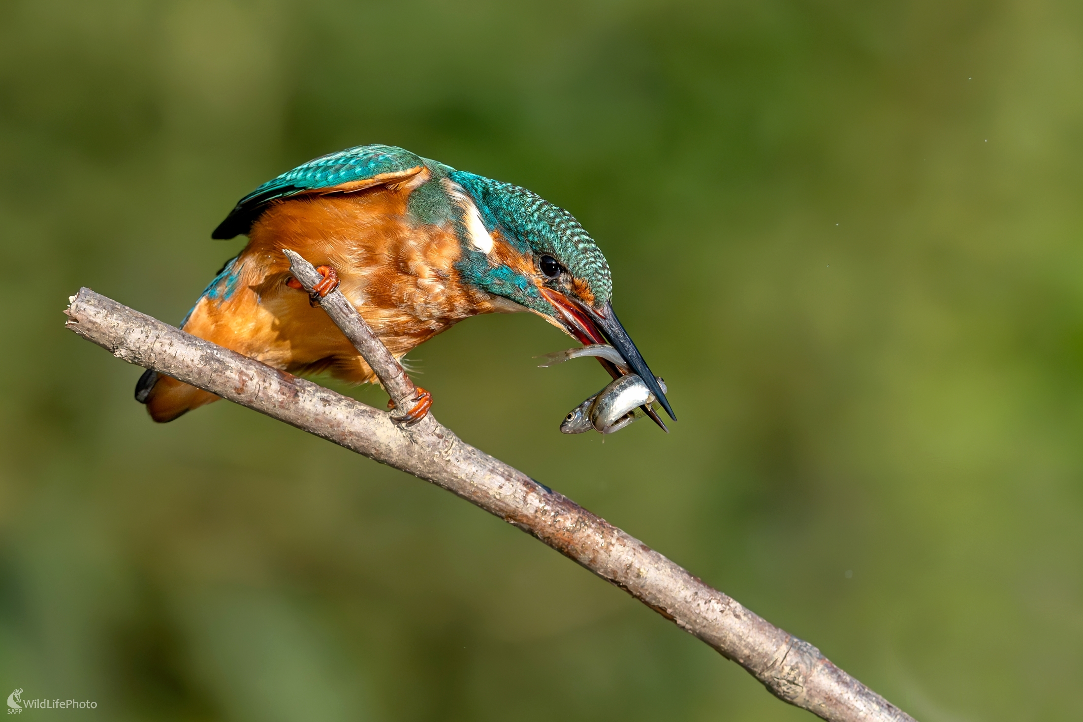 Večera o dvoch chodoch (František Hromada)