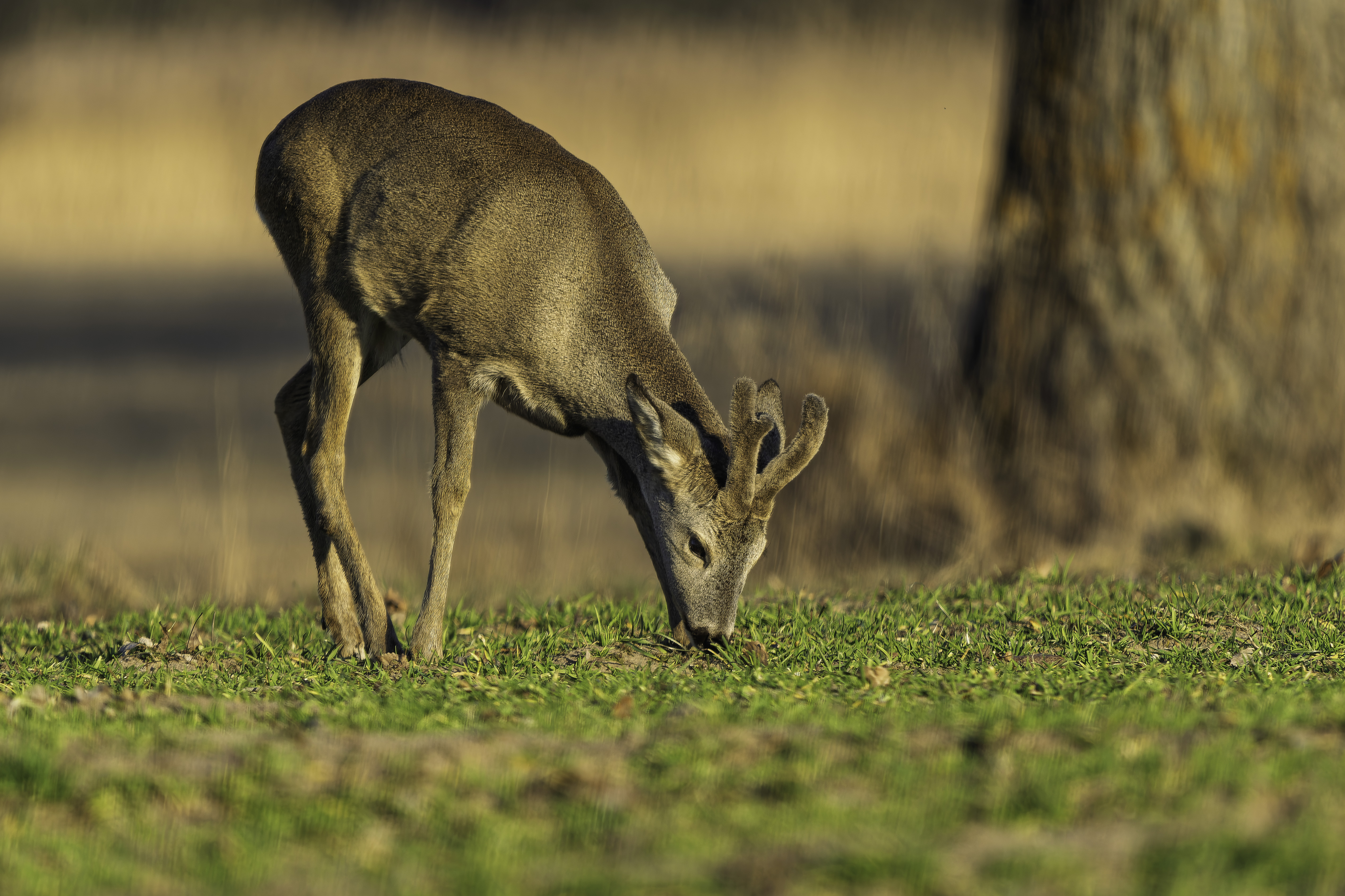 Čerstvá chutí najlepšie (Rasťo  Megyessi)