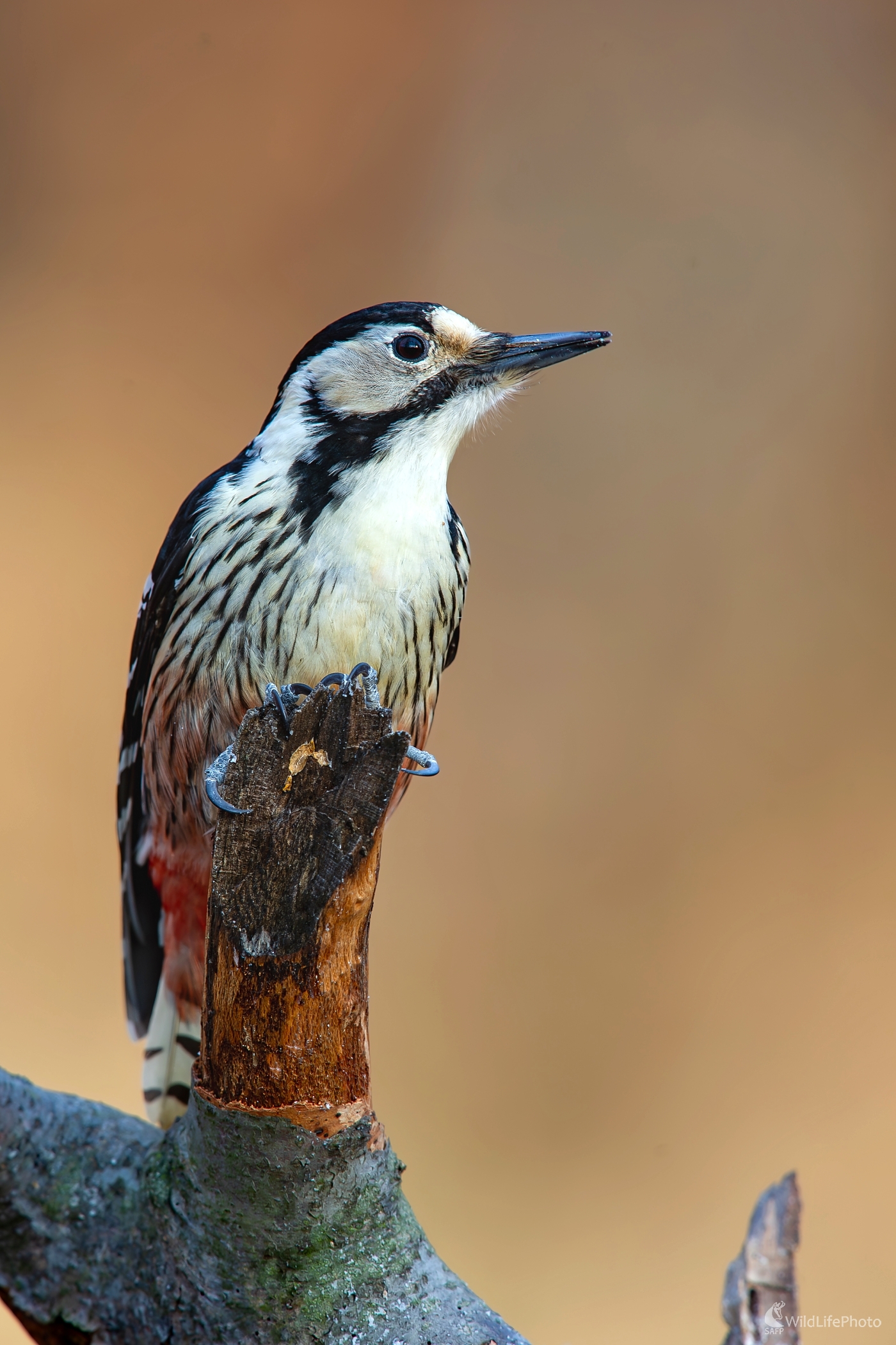 Ďateľ bielochrbtý (František Hromada)