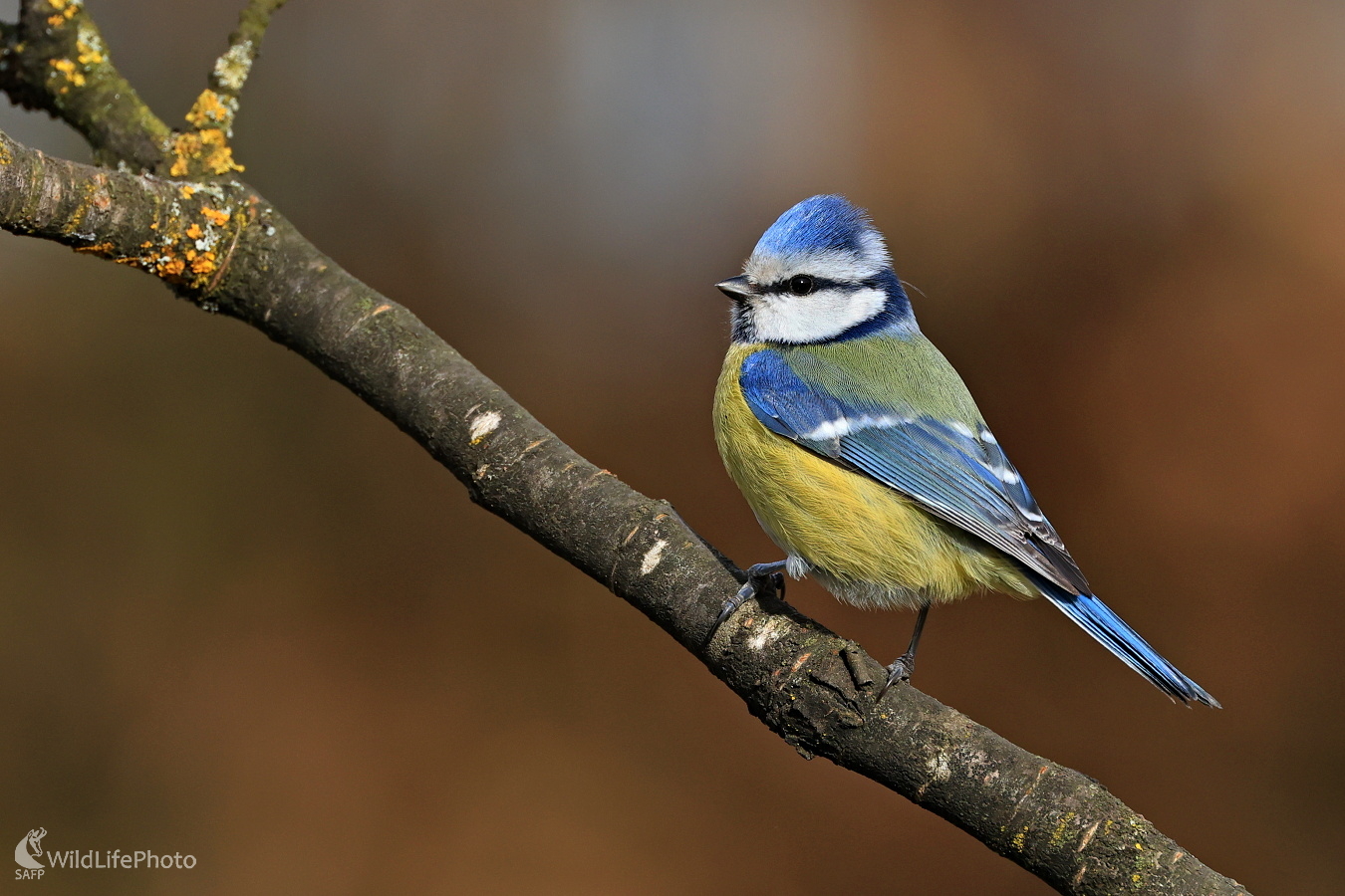 V jarnom šate (Maroš Detko)