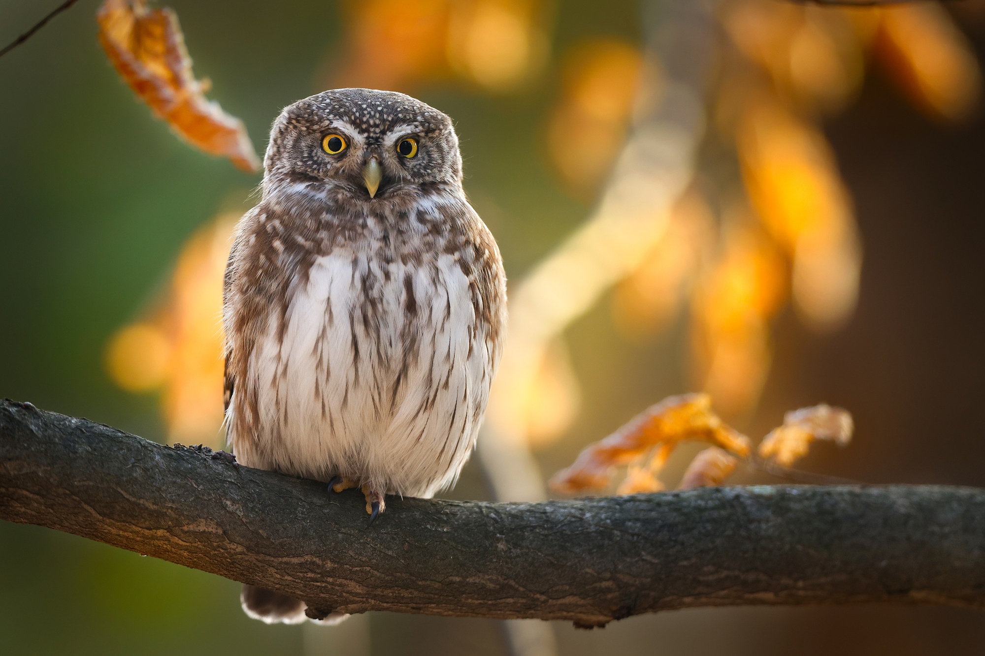 Škriatok (Patrik Rolín)
