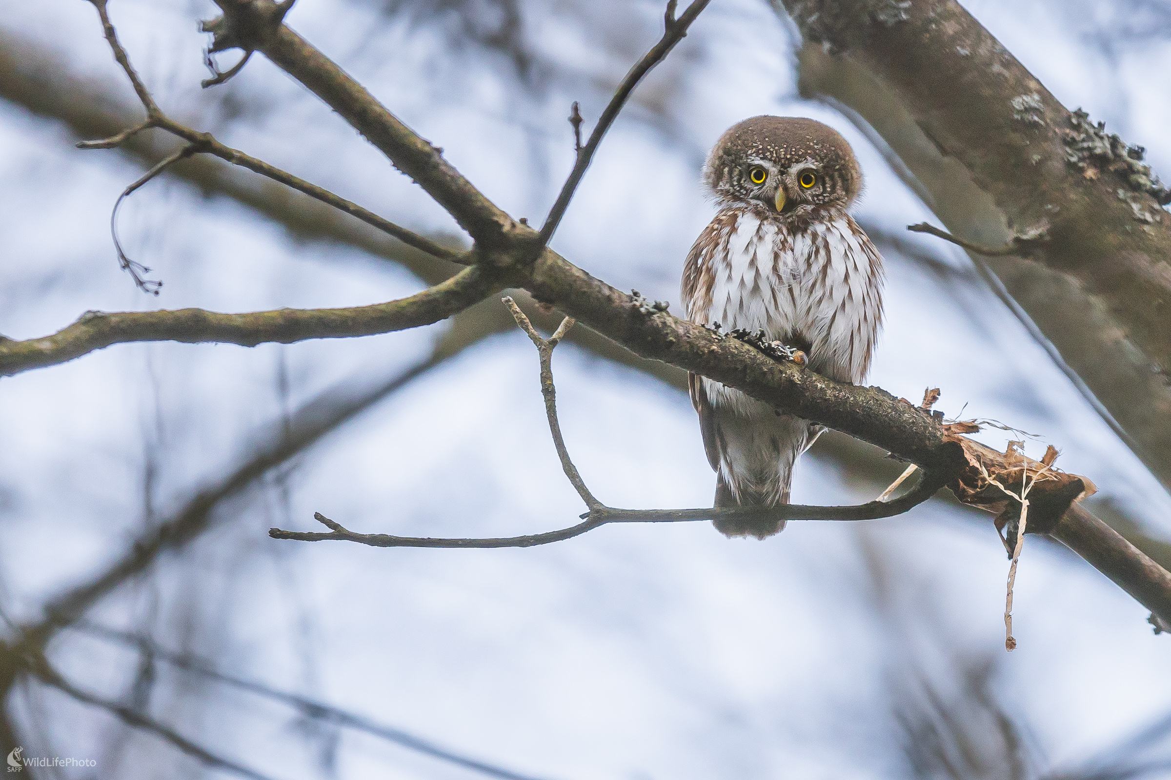 Pohľad bojovníka. (Stanislav Brisuda)