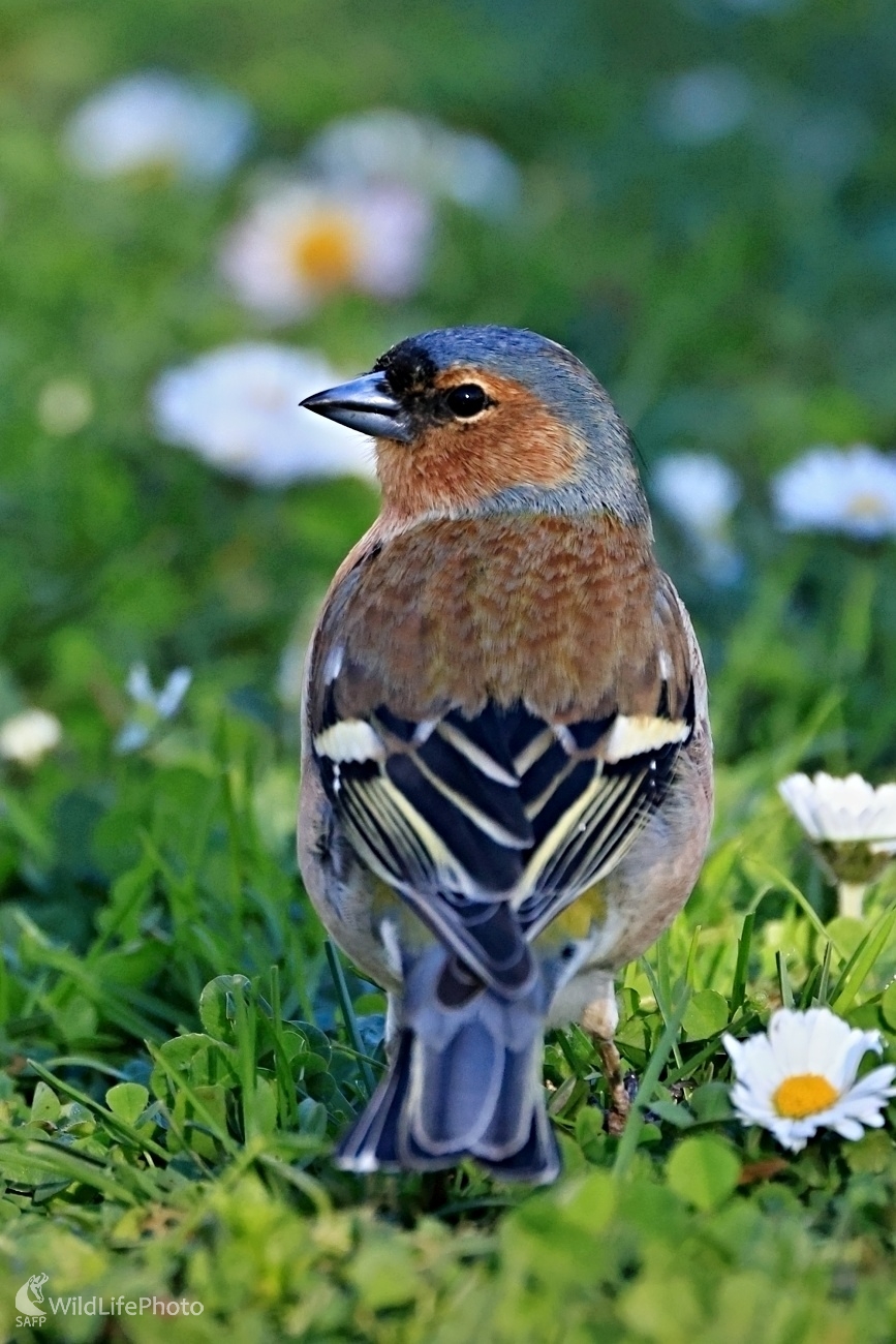 Samec pinky (Maroš Detko)