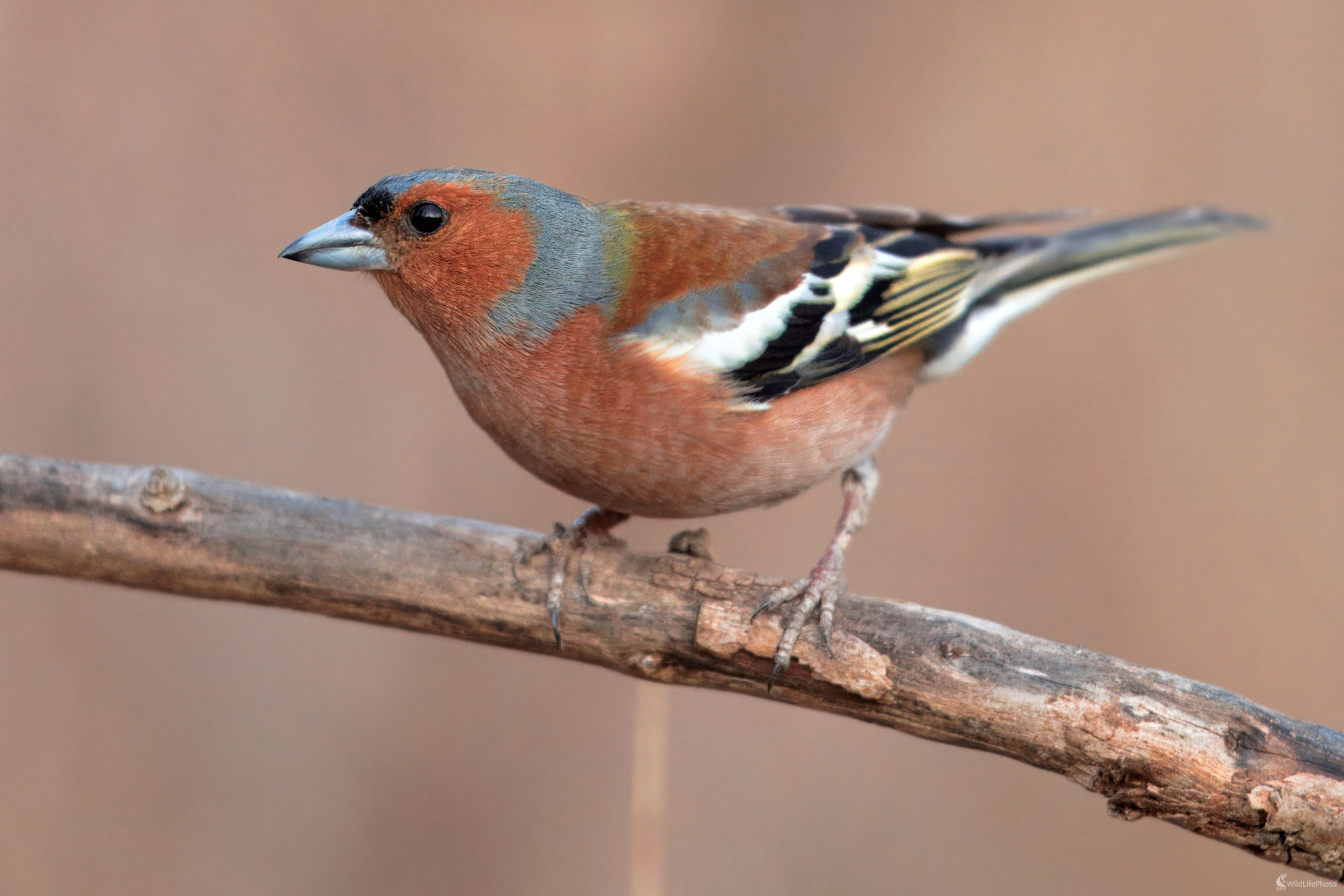 Pinka obyčajná (Miroslav Vrabel)