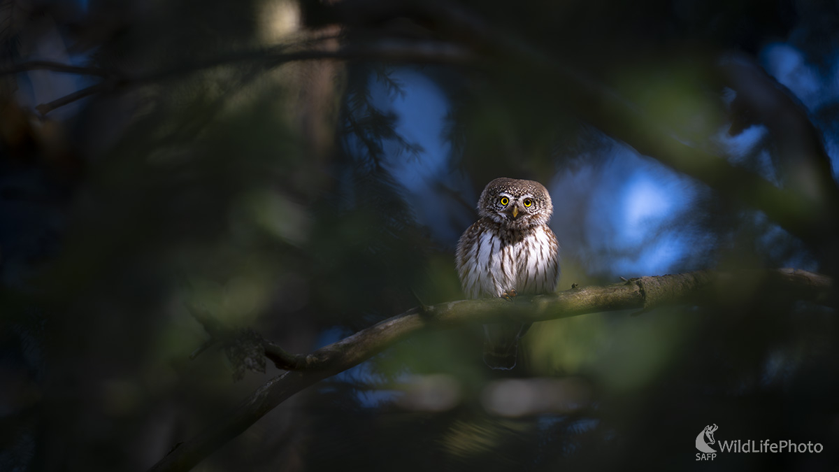 Najmenší (Michal Lučanský)