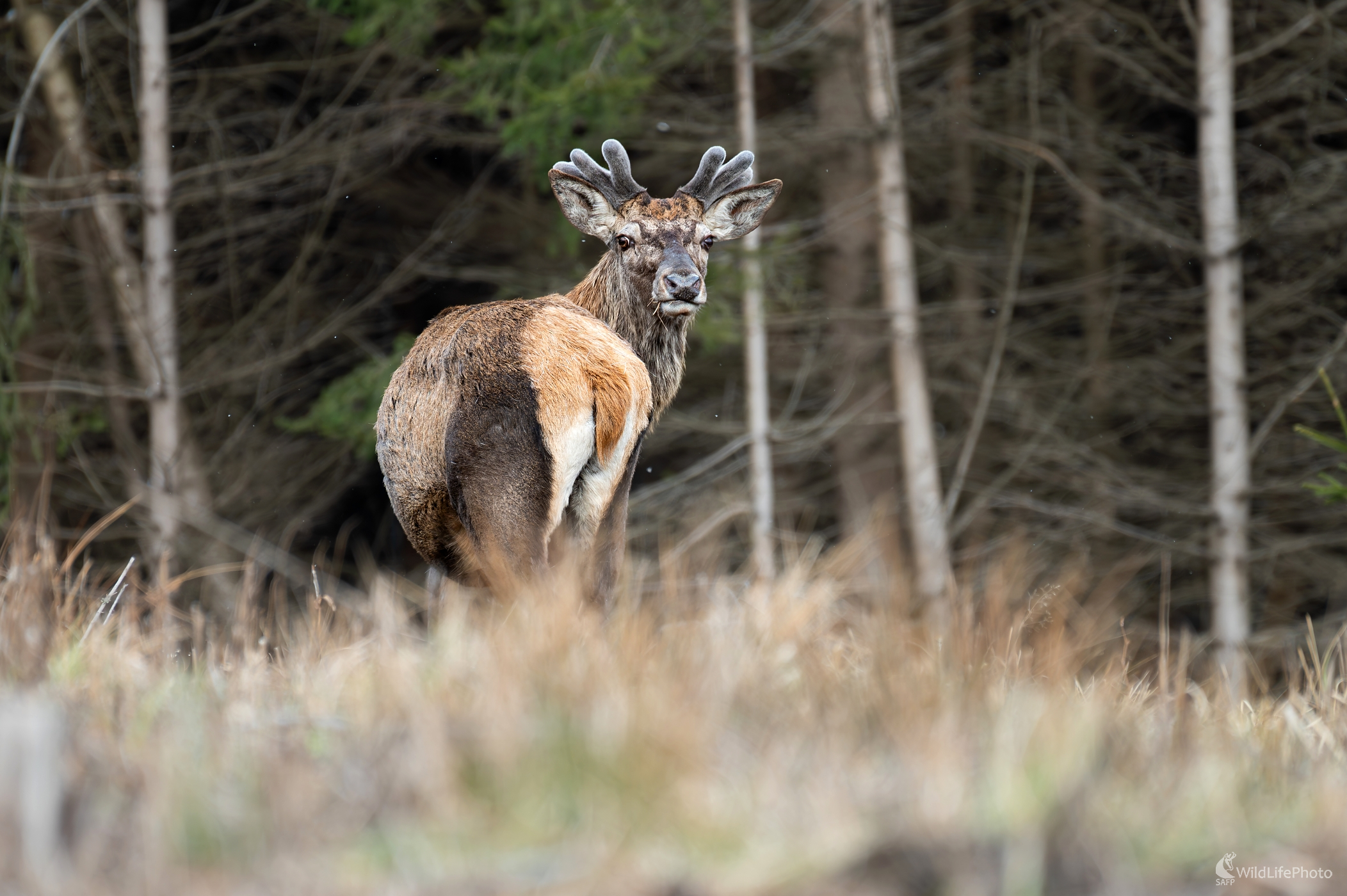 S novou "ozdobou" (František Hromada)