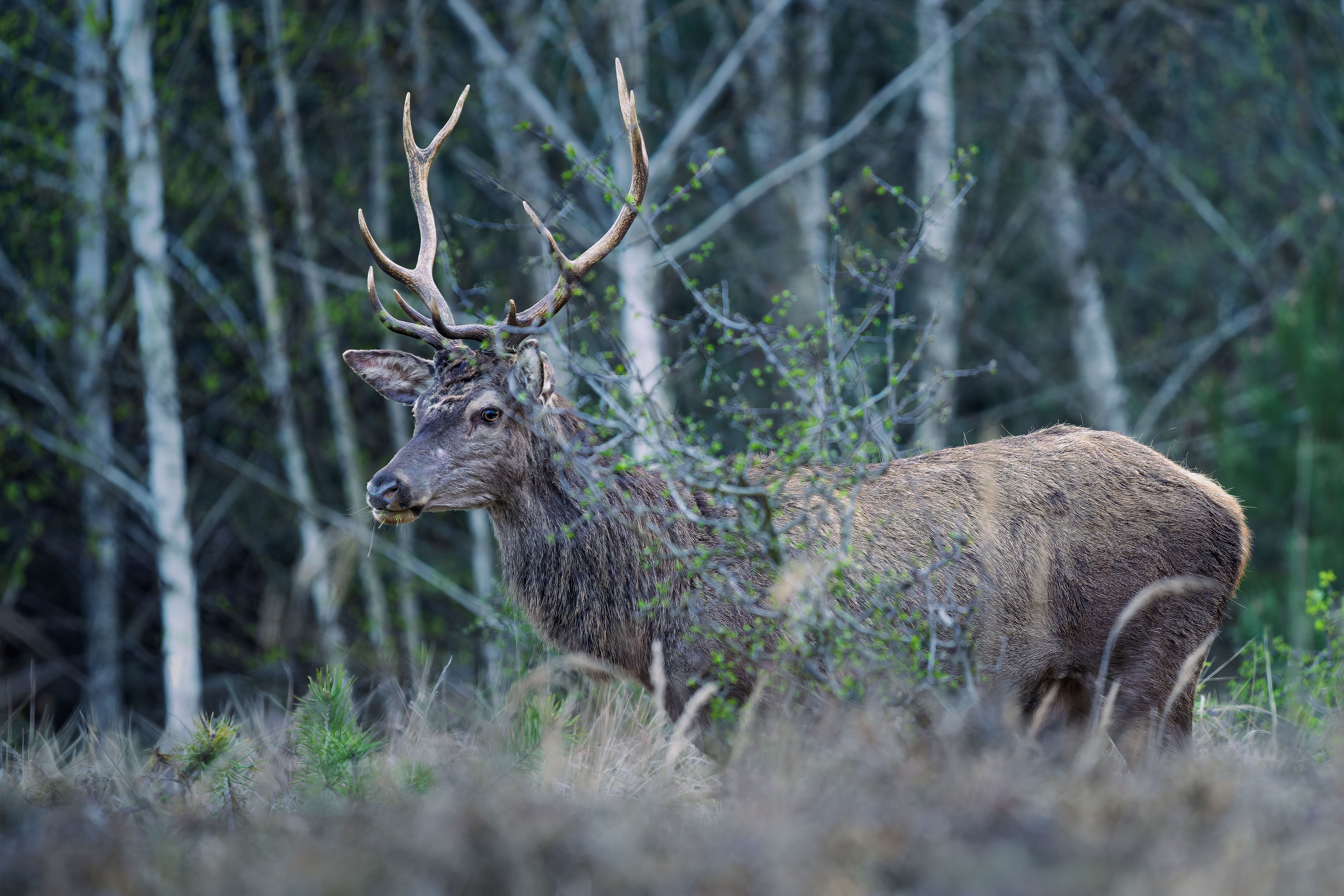 Ešte nezhodil (Rasťo  Megyessi)