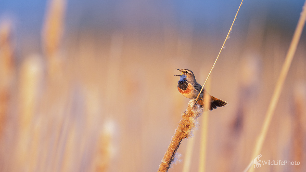 Malý - veľký spevák (Michal Lučanský)