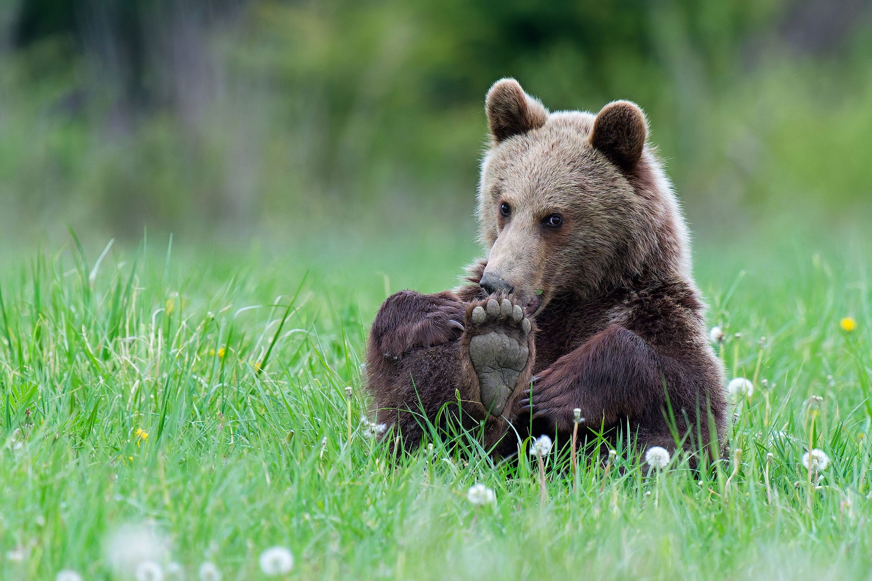 Nebezpečná šelma (Patrik Čillík)