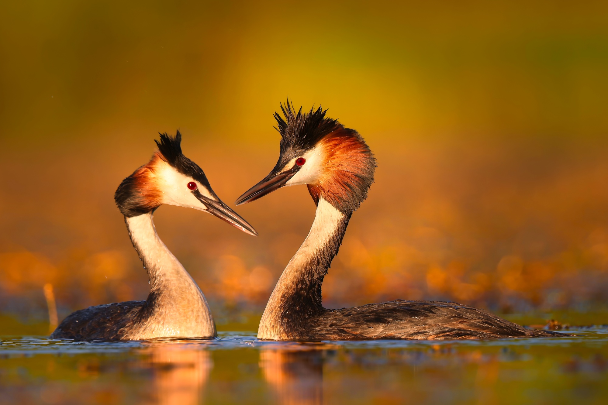 LOVE (Patrik Rolín)