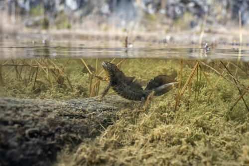 Mlok hrebenatý | Triturus cristatus | Northern crested newt, Michal Lučanský