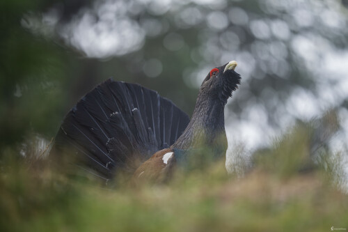 Hlucháň hôrny | Tetrao urogallus | Eurasian capercaillie, Michal Lučanský