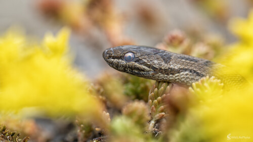 Užovka hladká | Coronella austriaca | Smooth snake , Michal Lučanský