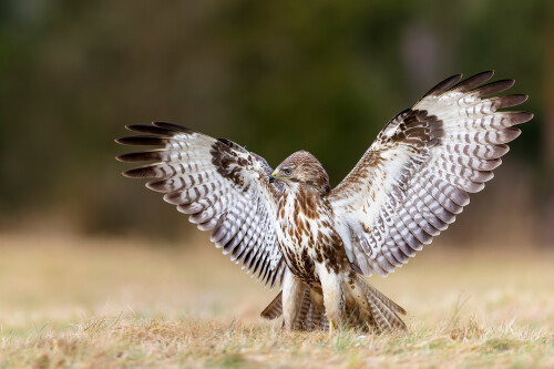 Buteo, Michal Stoklasa