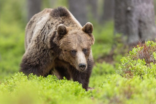 Zoči voči., Stanislav Brisuda